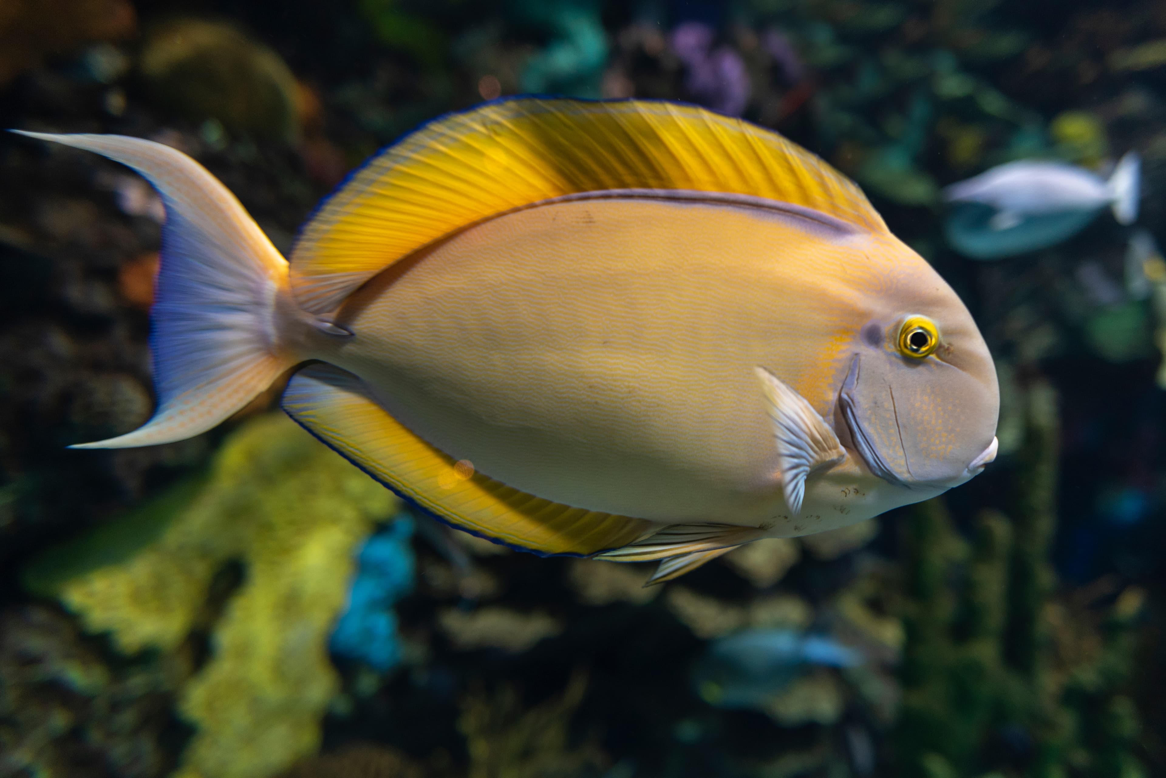 Black-spot Surgeonfish (Acanthurus bariene)