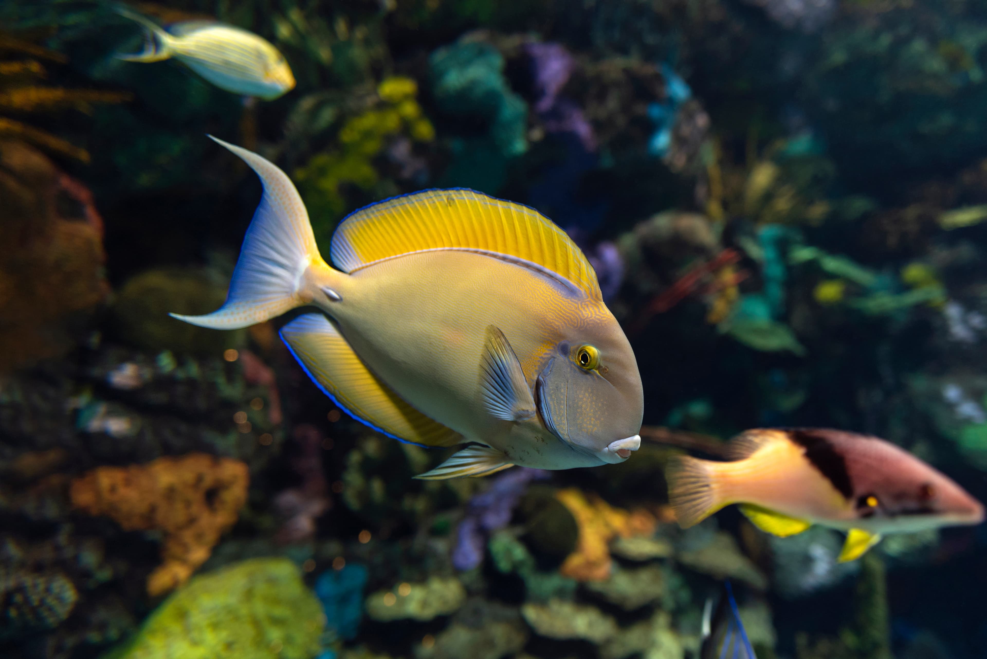 Black-spot Surgeonfish (Acanthurus bariene)