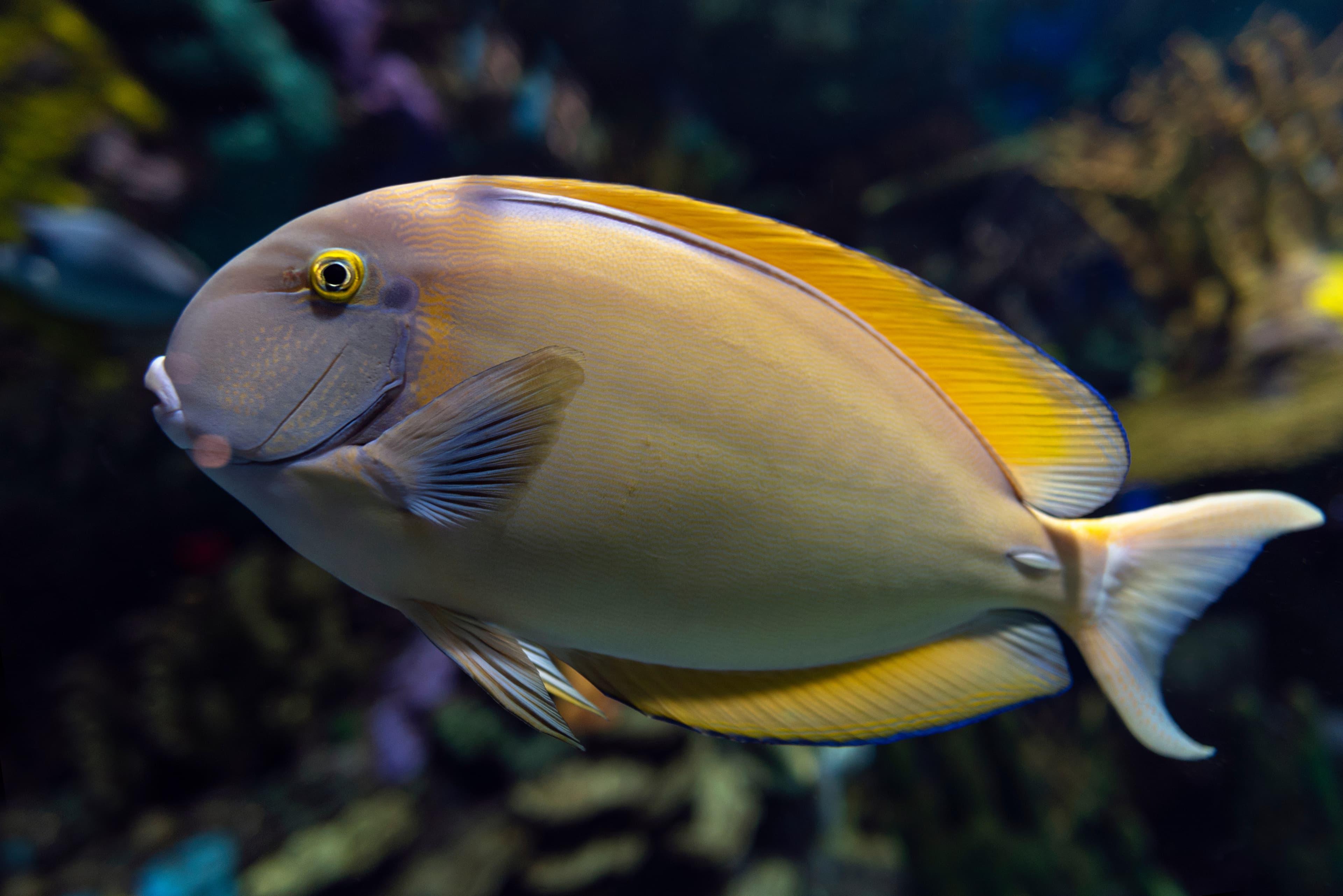 Black-spot Surgeonfish (Acanthurus bariene)