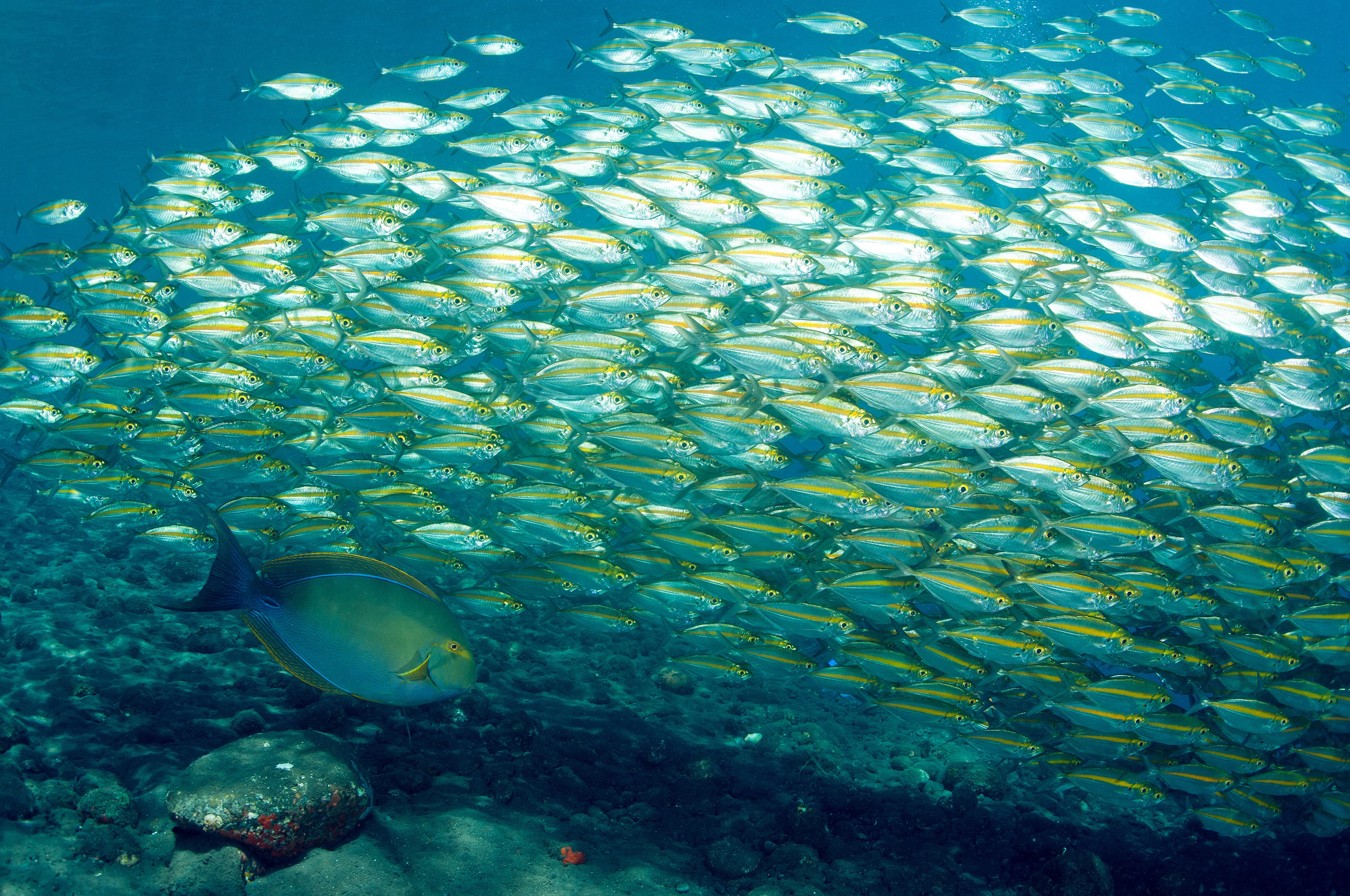 Fowler's Surgeonfish (Acanthurus fowleri) swimming next to a large school of Smoothtail Trevallies (Selaroides leptalopsis), Bali Indonesia