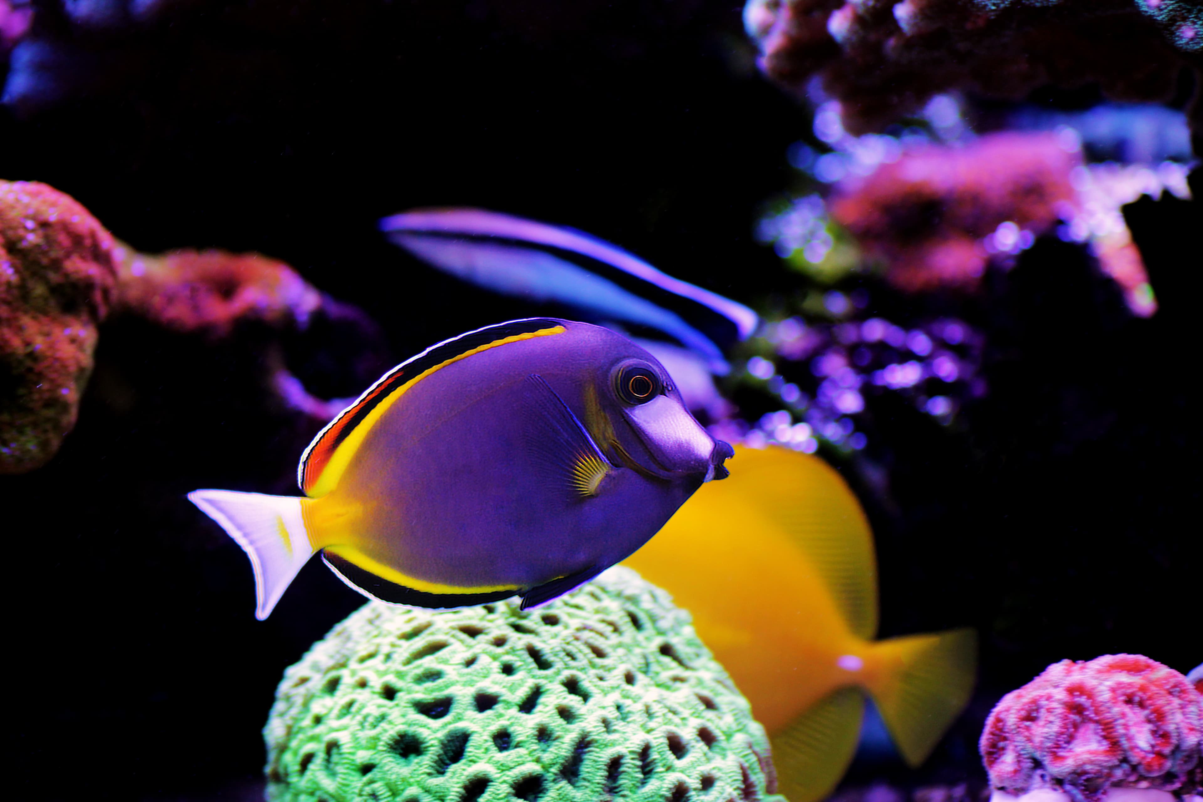 Powder Brown Tang (Acanthurus japonicus)