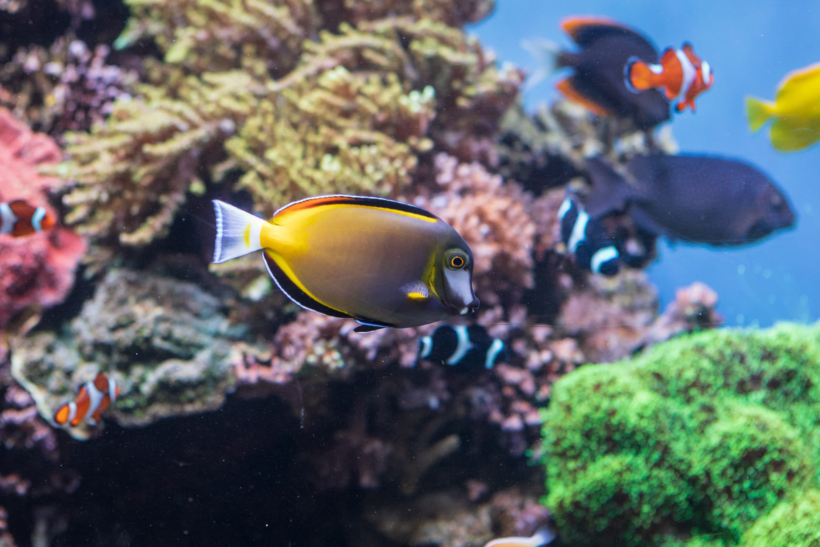 Powder Brown Tang (Acanthurus japonicus) swimming in the Monterey Bay Aquarium, California, United States