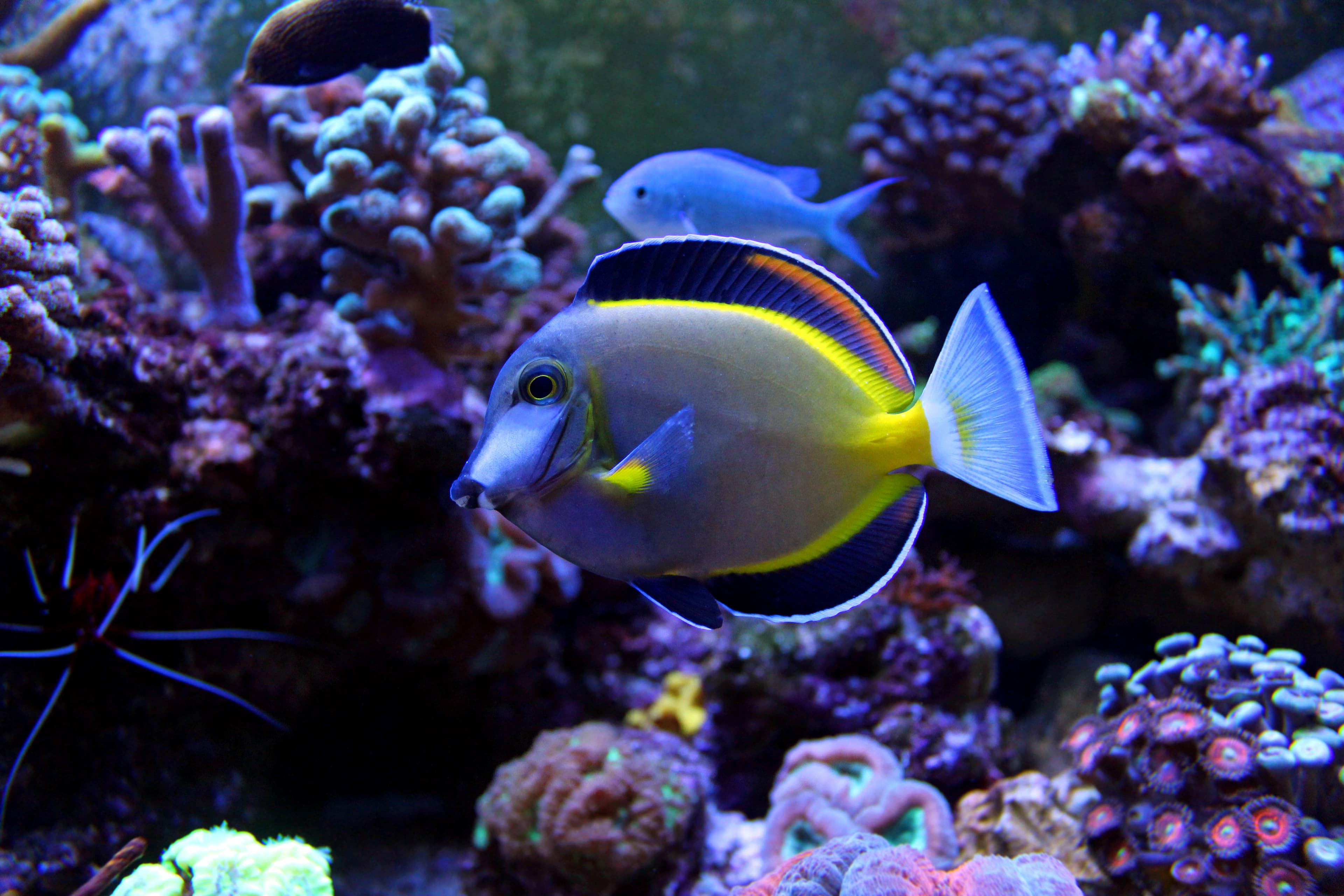 Powder Brown Tang (Acanthurus japonicus)