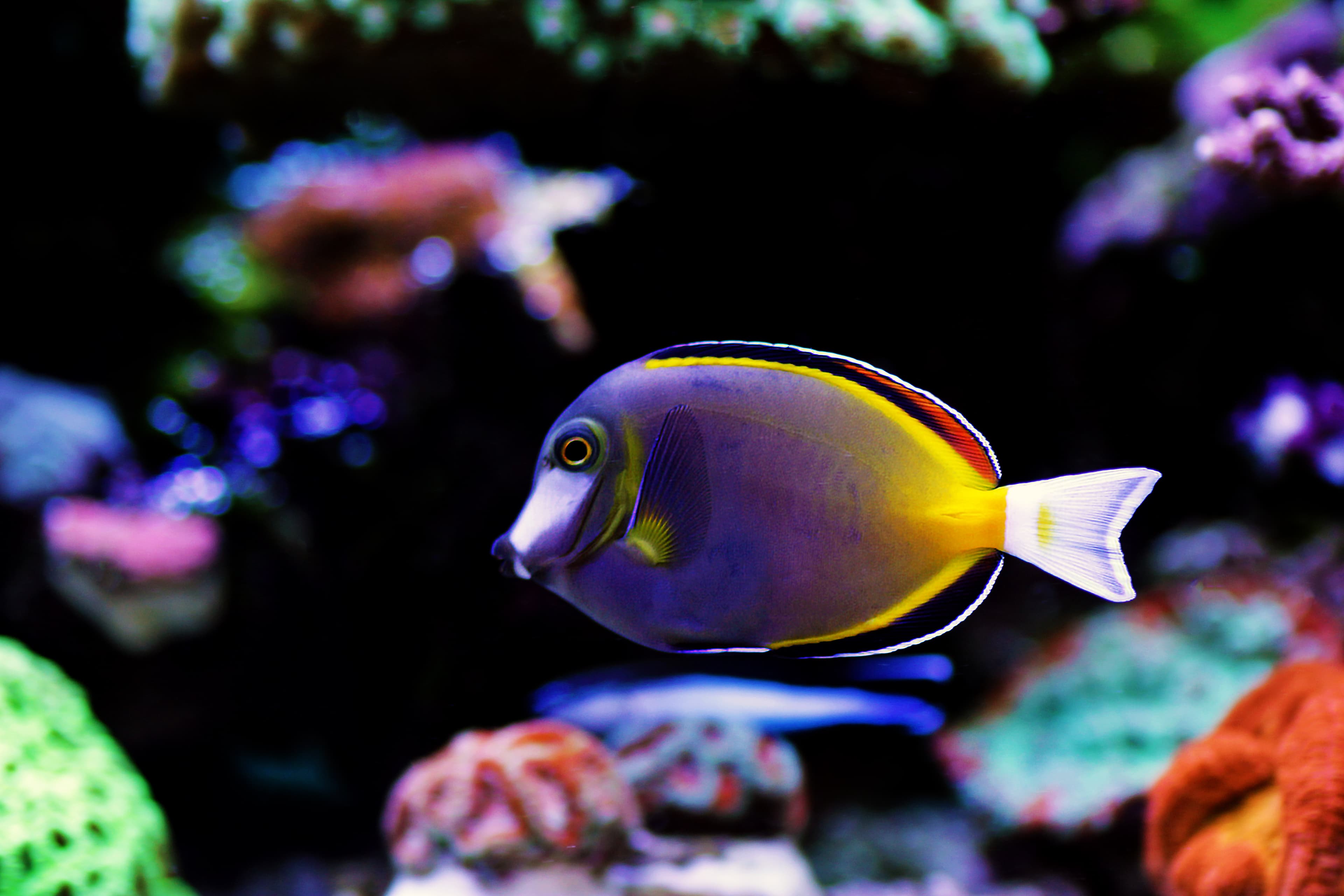 Powder Brown Tang (Acanthurus japonicus)