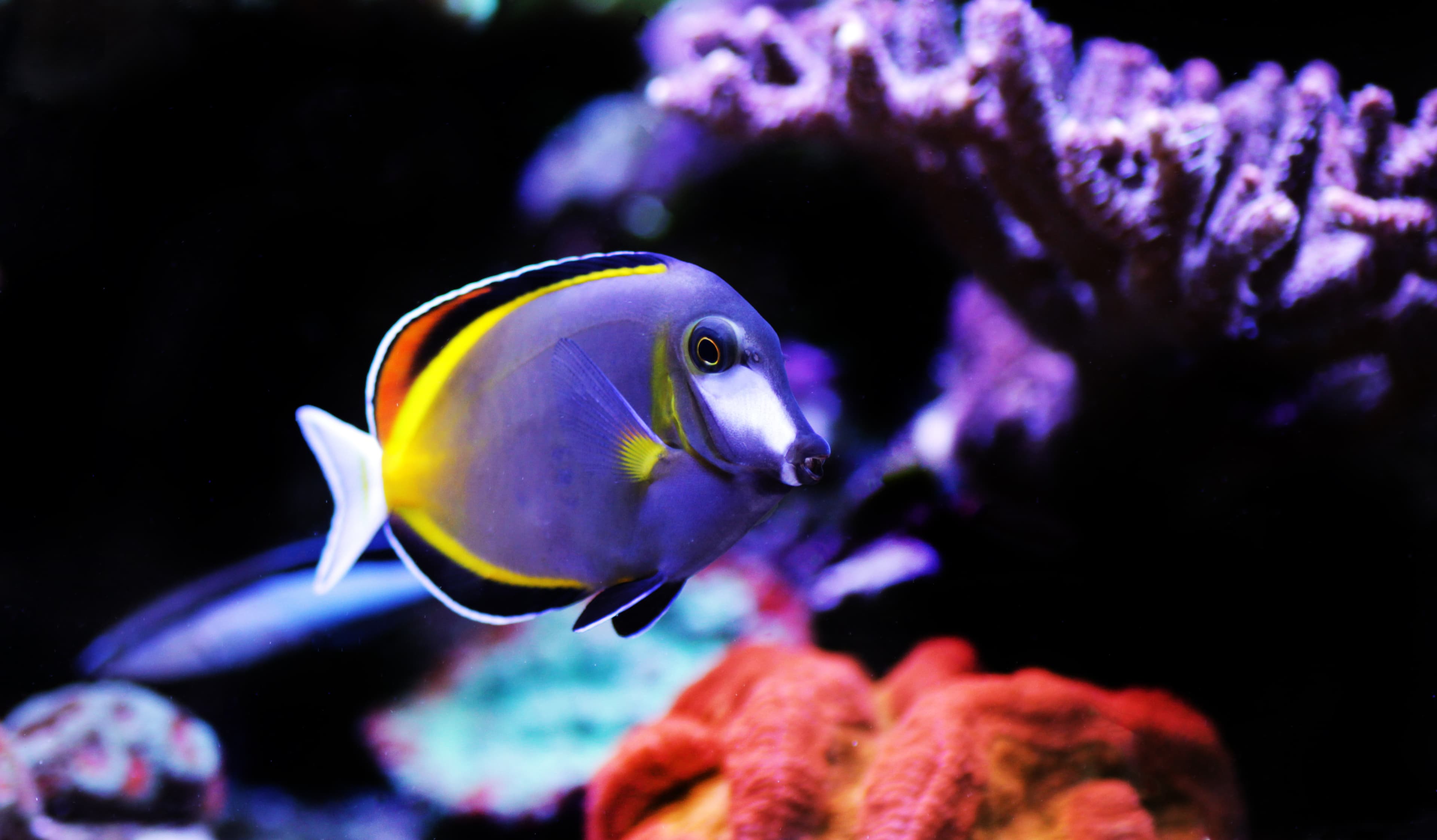 Powder Brown Tang (Acanthurus japonicus)