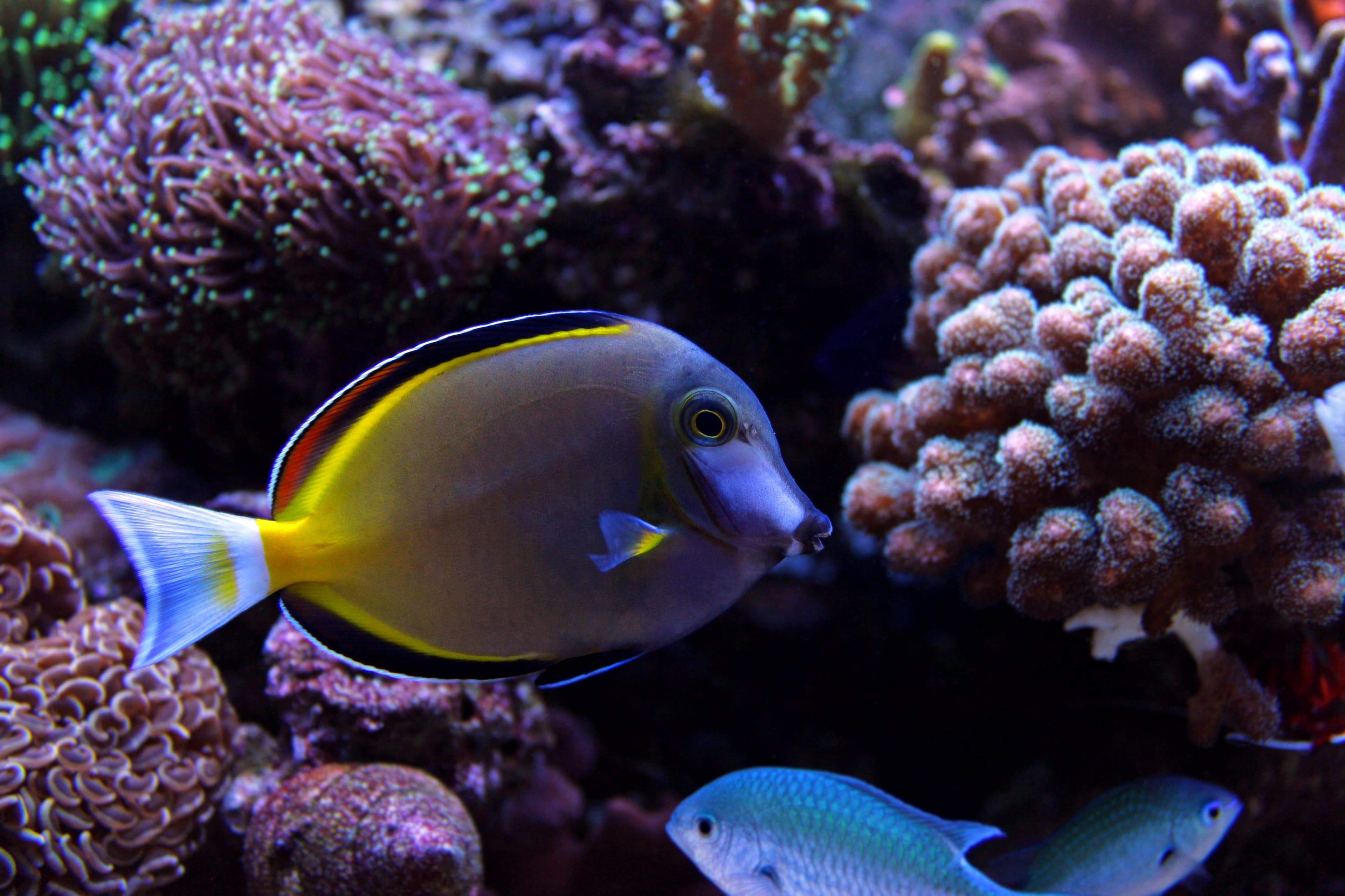 Powder Brown Tang (Acanthurus japonicus)