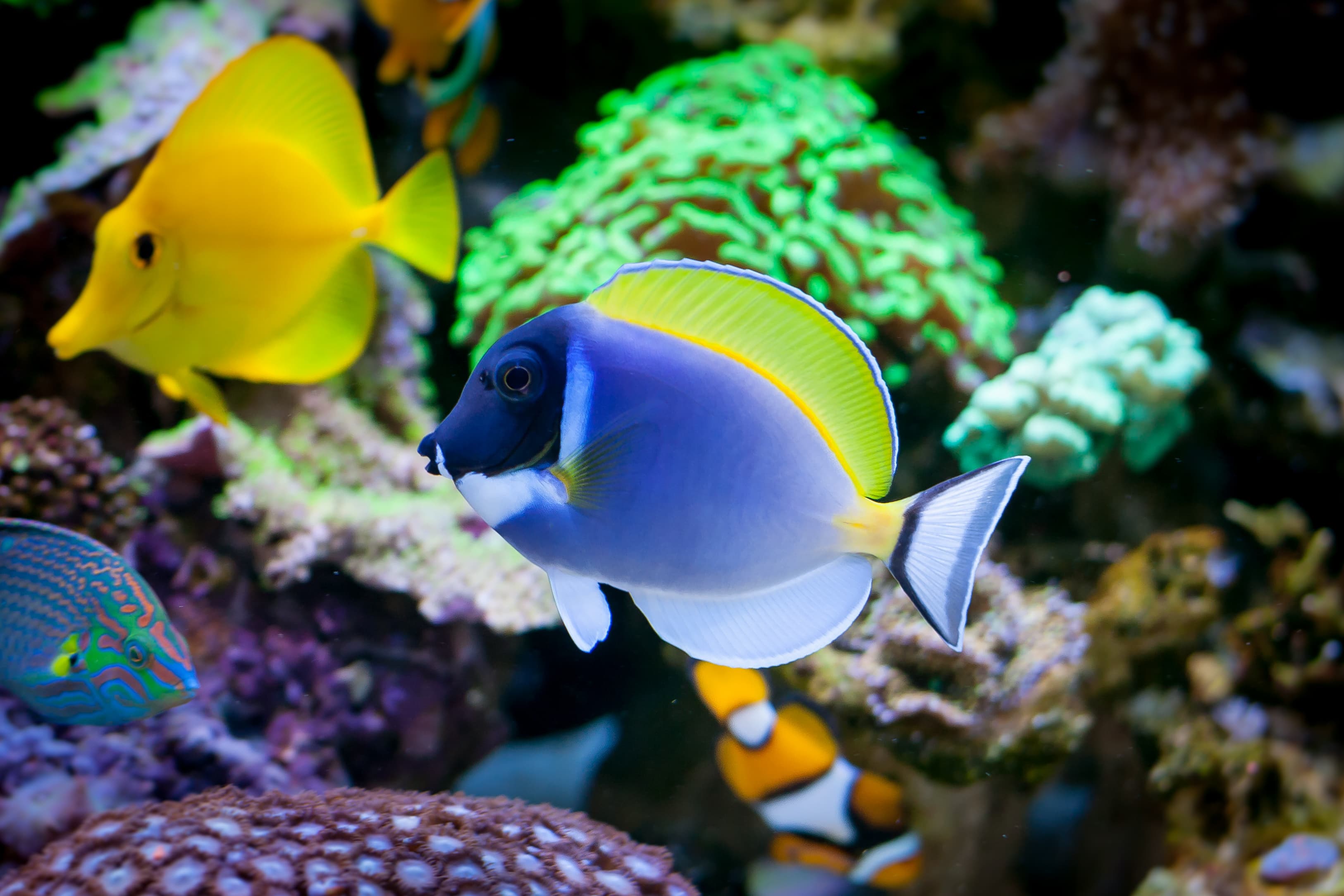 Powder Blue Tang (Acanthurus leucosternon) in home reef aquarium