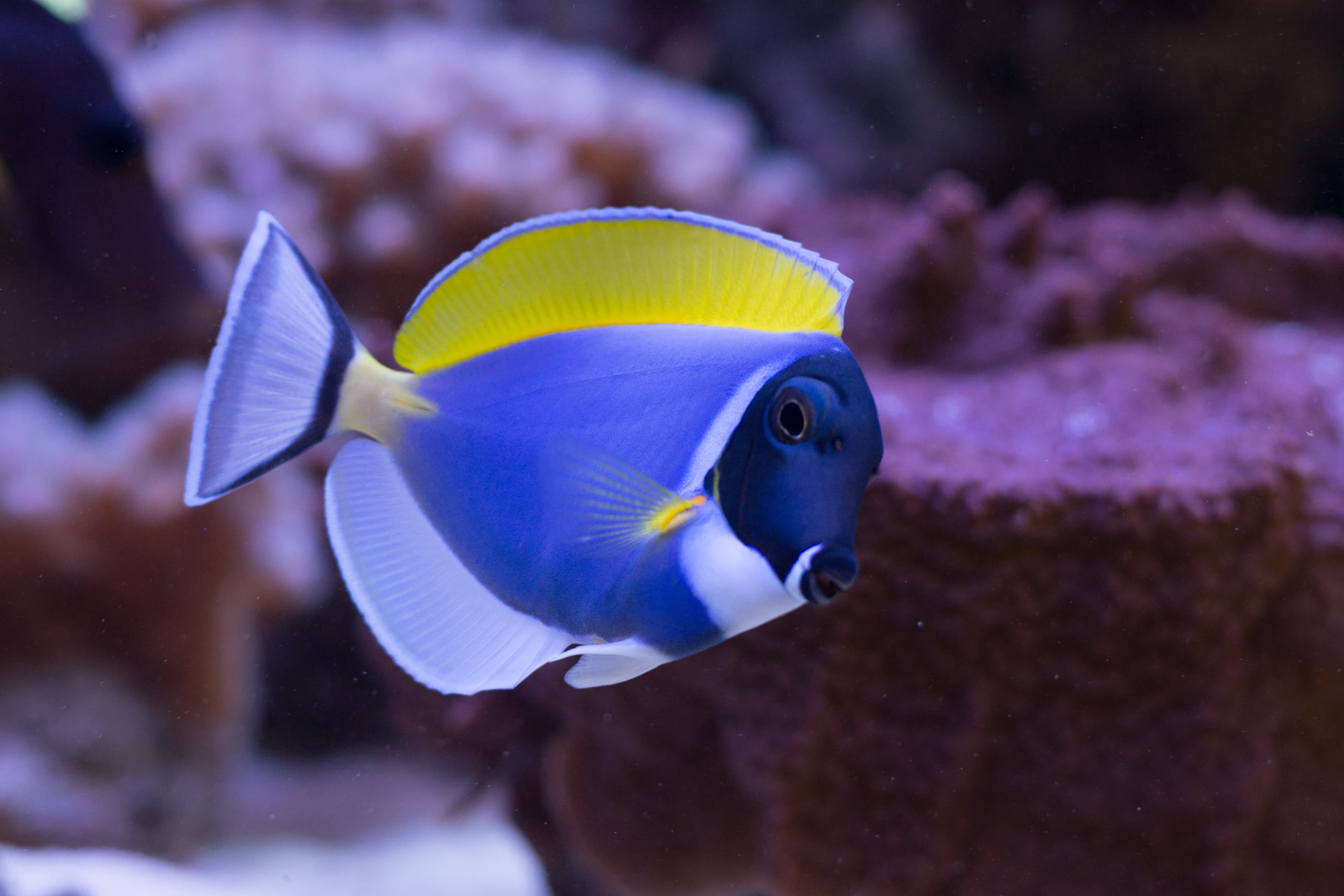 Acanthurus leucosternon