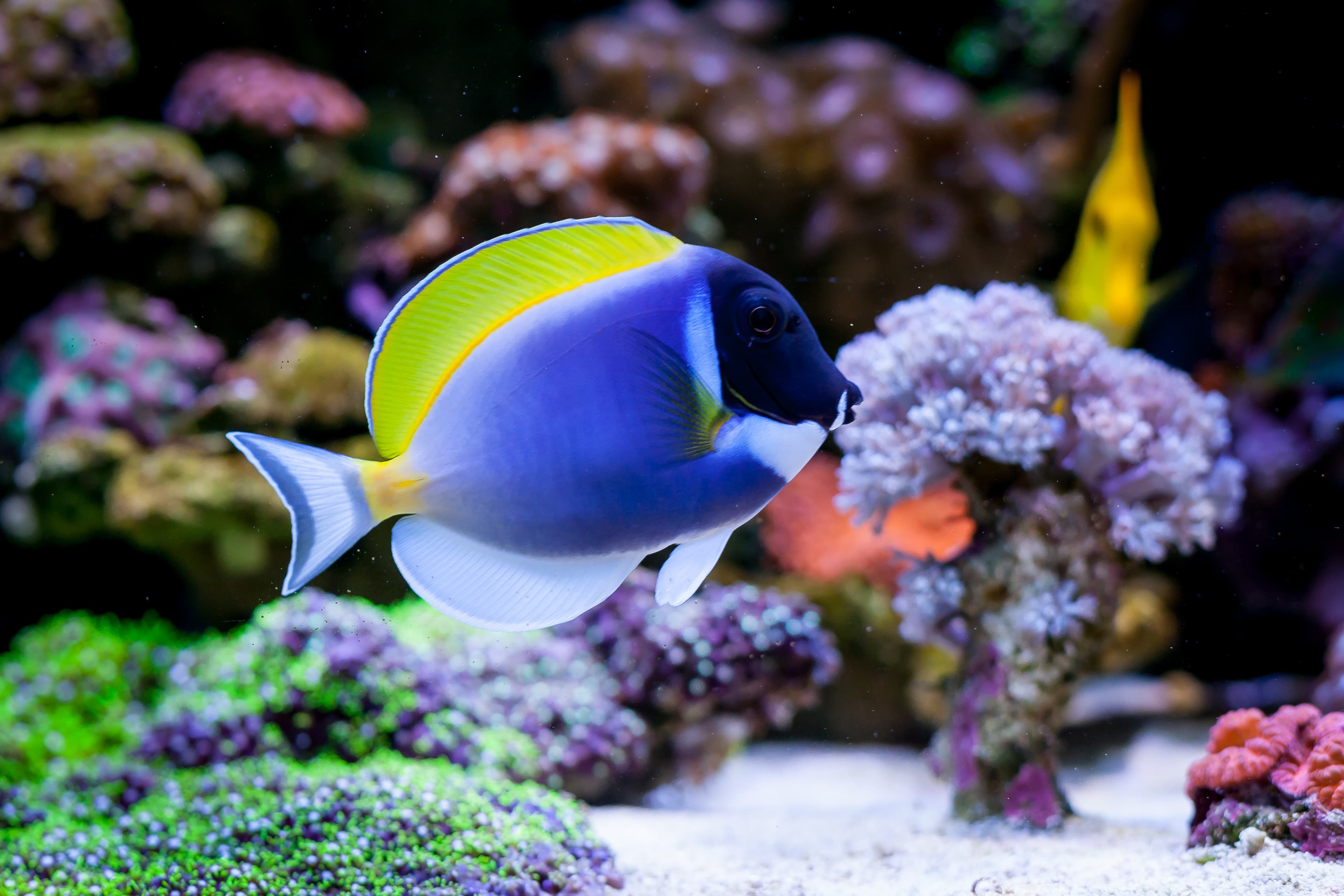 Powder Blue Tang (Acanthurus leucosternon) in home reef aquarium