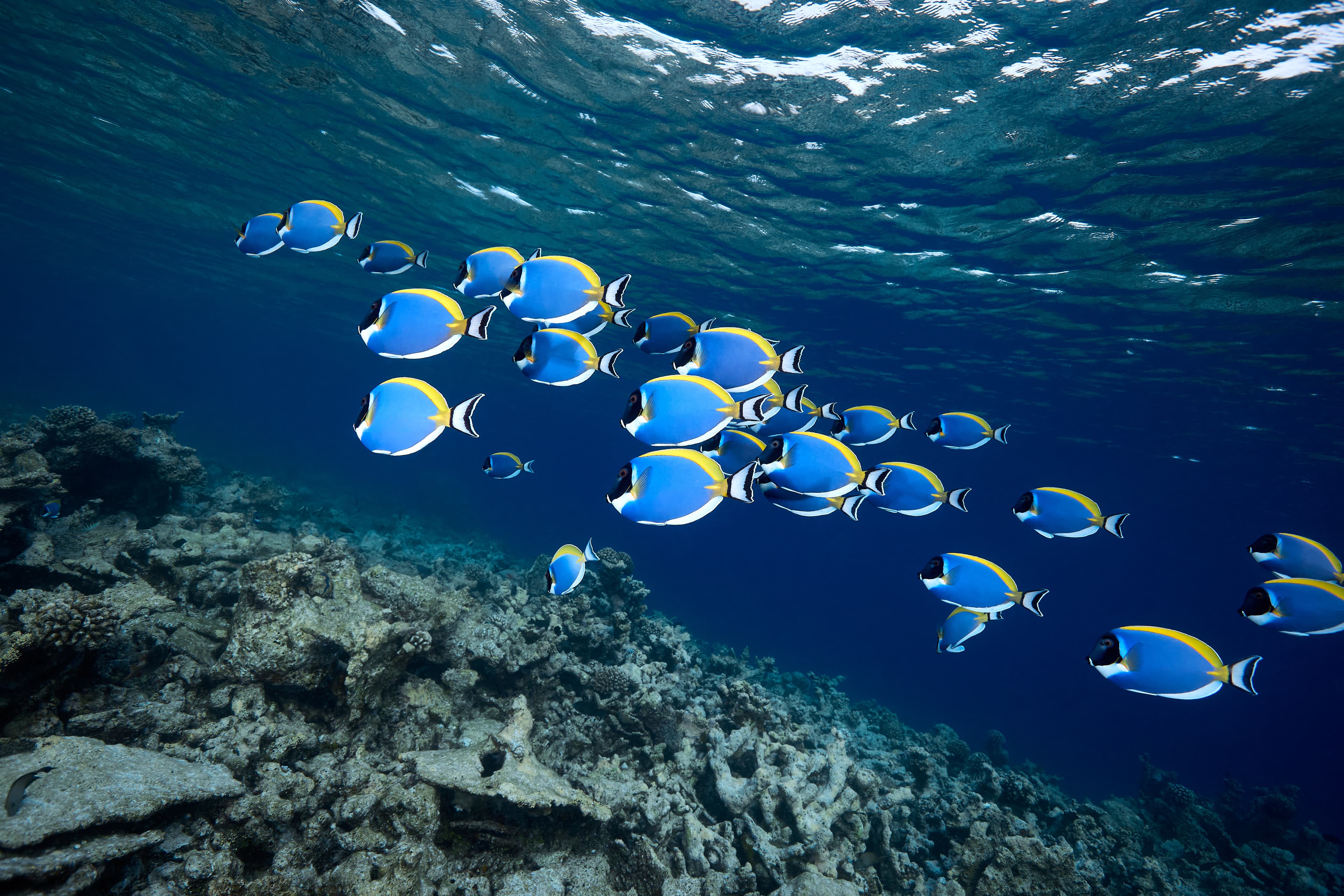 Powder Blue Tang (Acanthurus leucosternon) school in blue ocean	