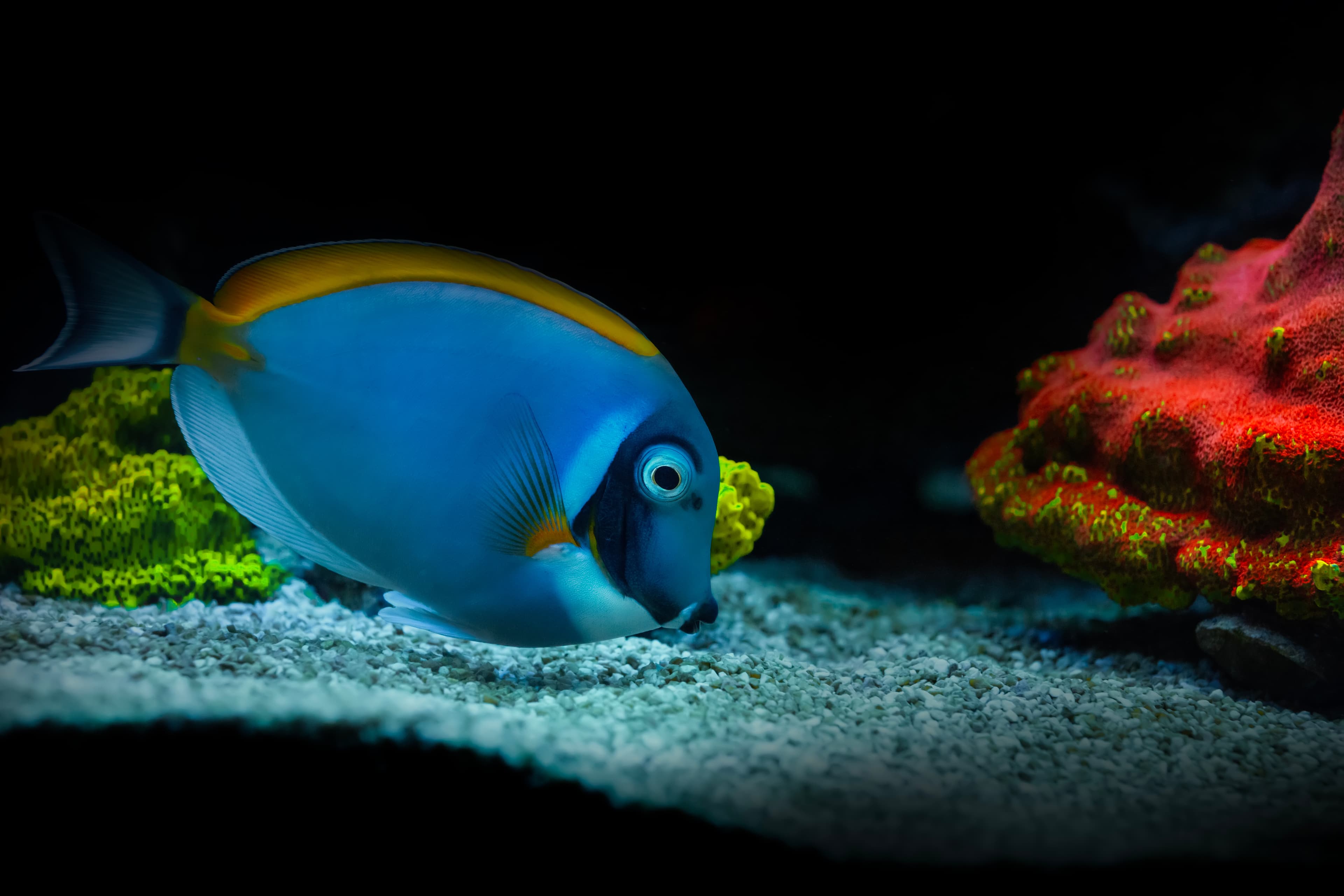 One of the most interesting fish underwater. Powder Blue Tang (Acanthurus leucosternon)