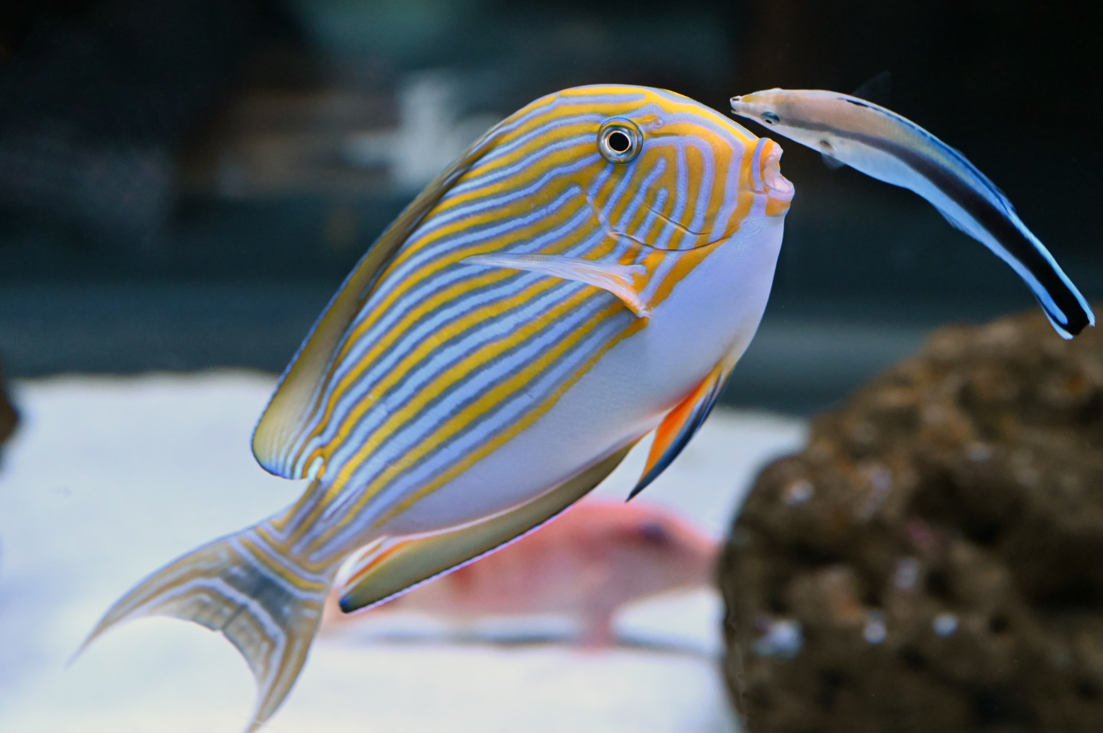 The struggle between the Lined Surgeonfish and the Cleaner Wrasse