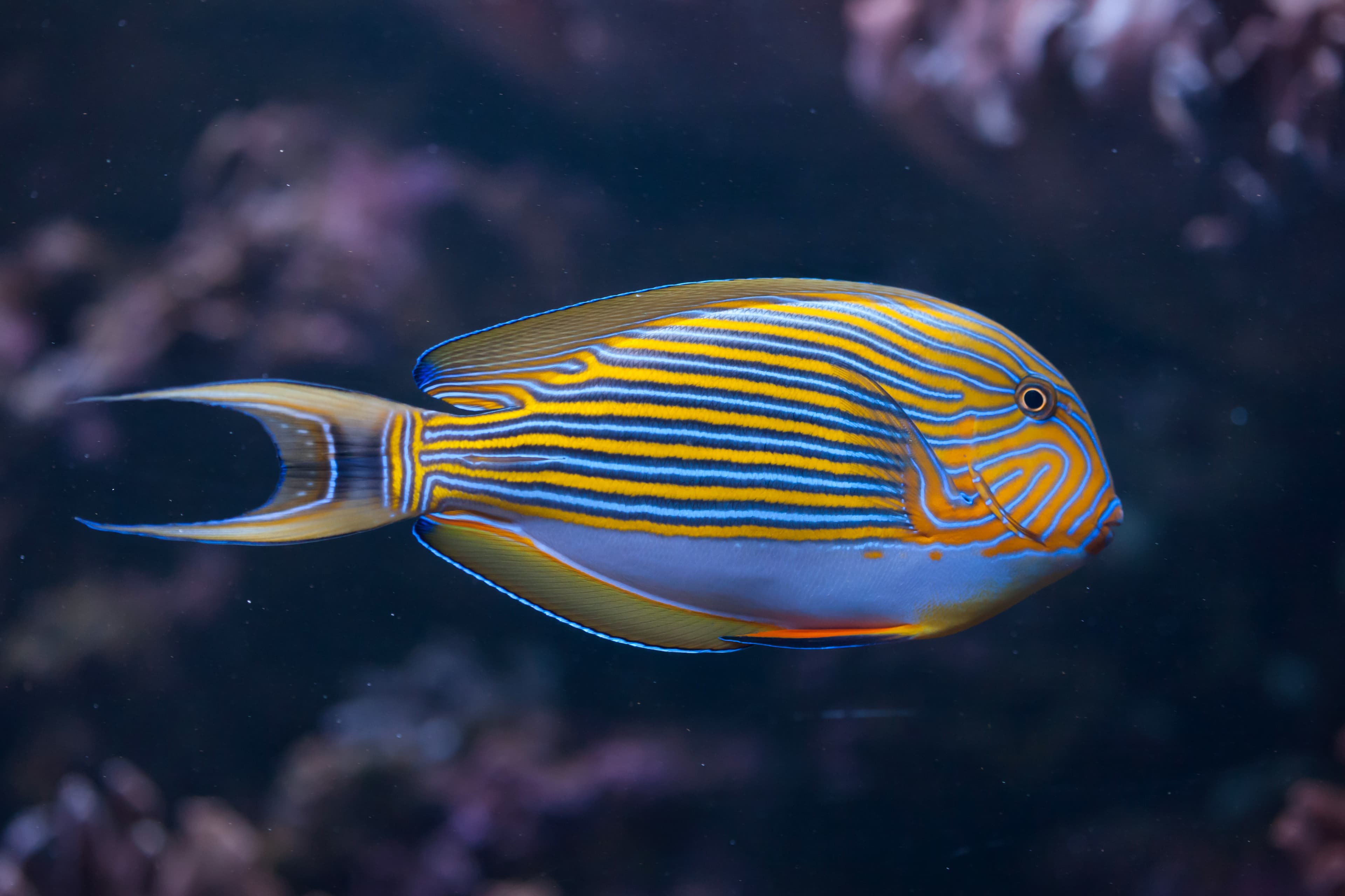 Blue-banded Surgeonfish (Acanthurus lineatus)