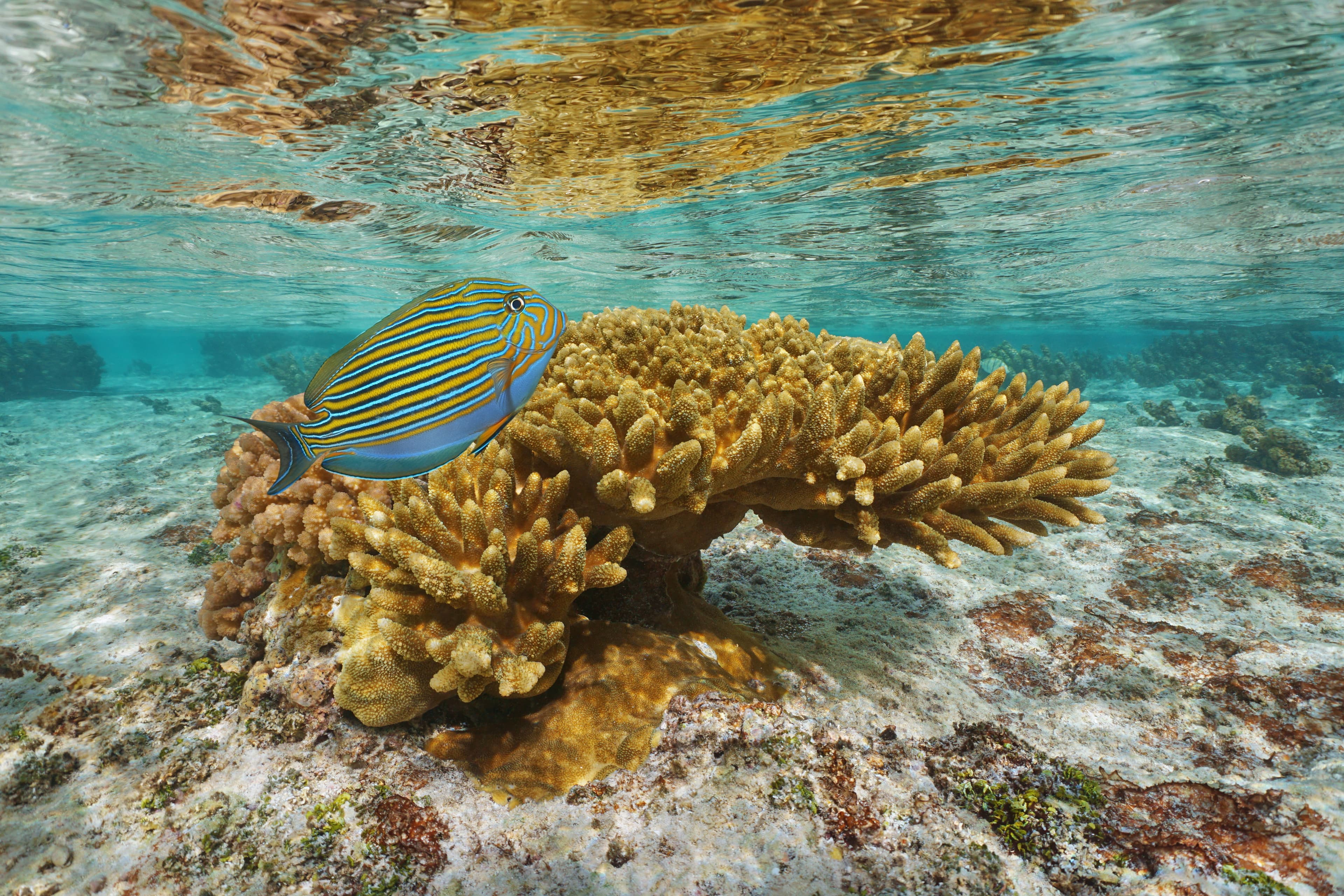 Coral with a colorful tropical fish (Lined Surgeonfish) in shallow water, lagoon of Tahaa island, Pacific ocean, French Polynesia