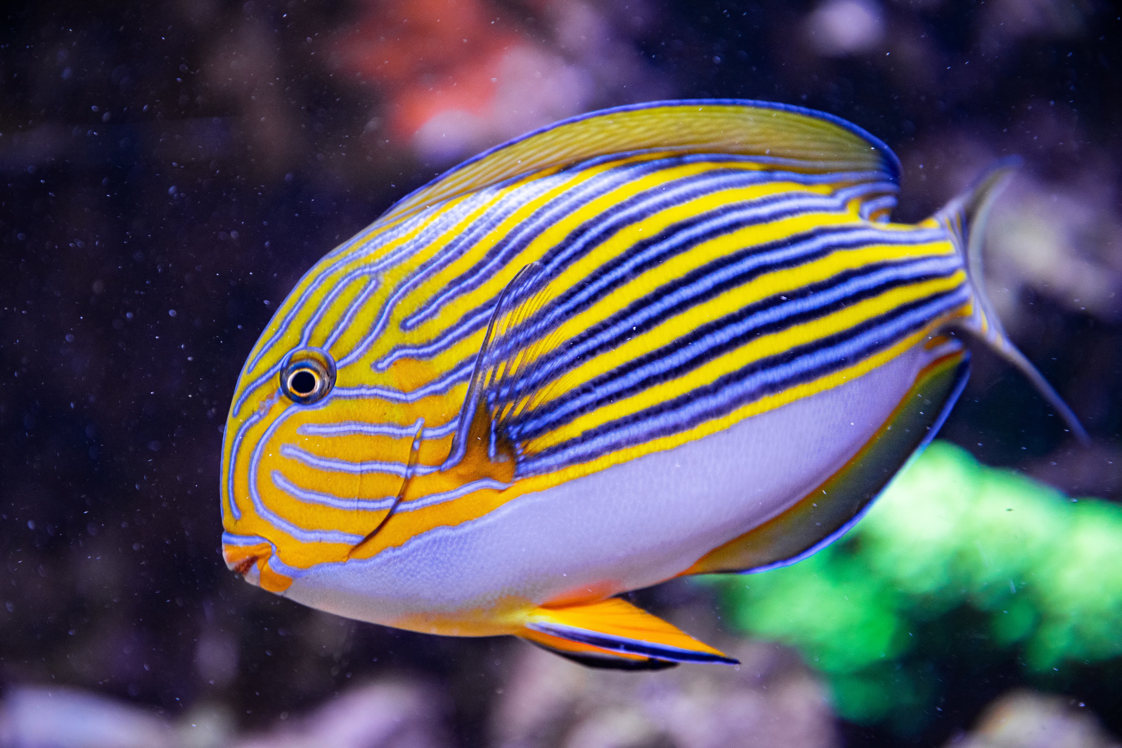 Lined Surgeonfish (Acanthurus lineatus) with its blue and yellow lines