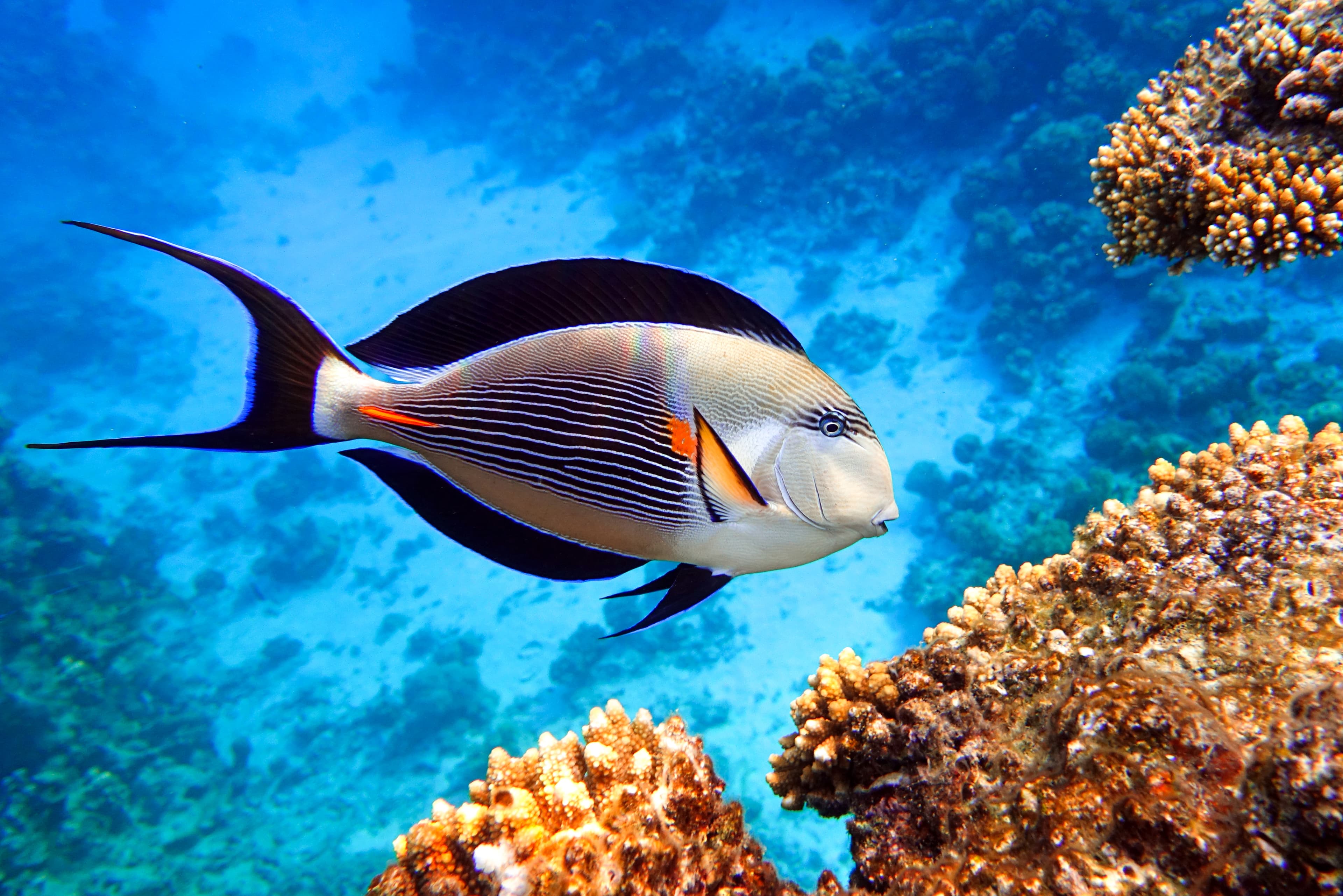 Close-up view of a Sohal Tang (Acanthurus sohal)