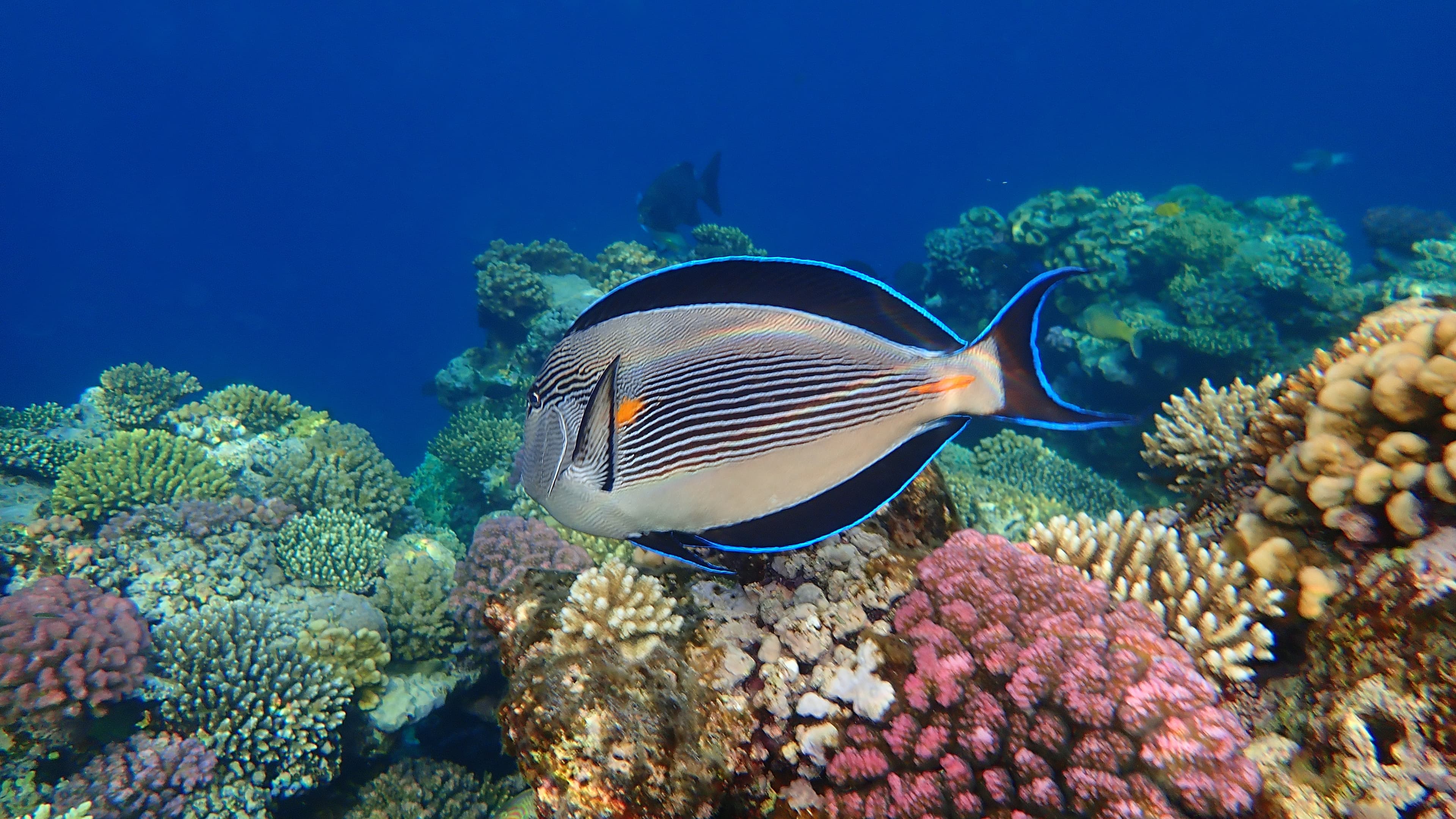 Sohal Tang (Acanthurus sohal) underwater, Red Sea, Egypt, Sharm El Sheikh, Nabq Bay
