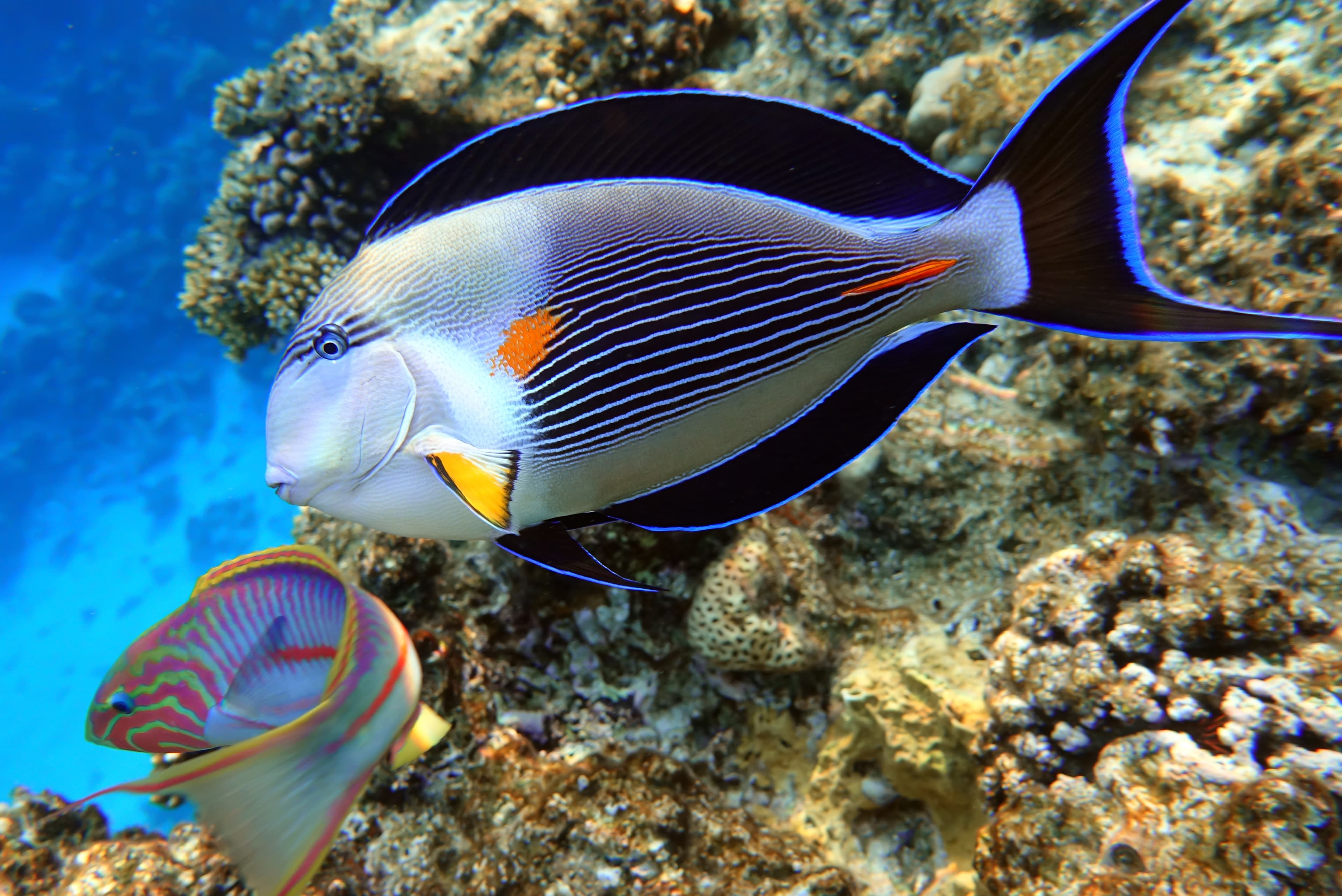 Close-up view of a Sohal Tang (Acanthurus sohal)