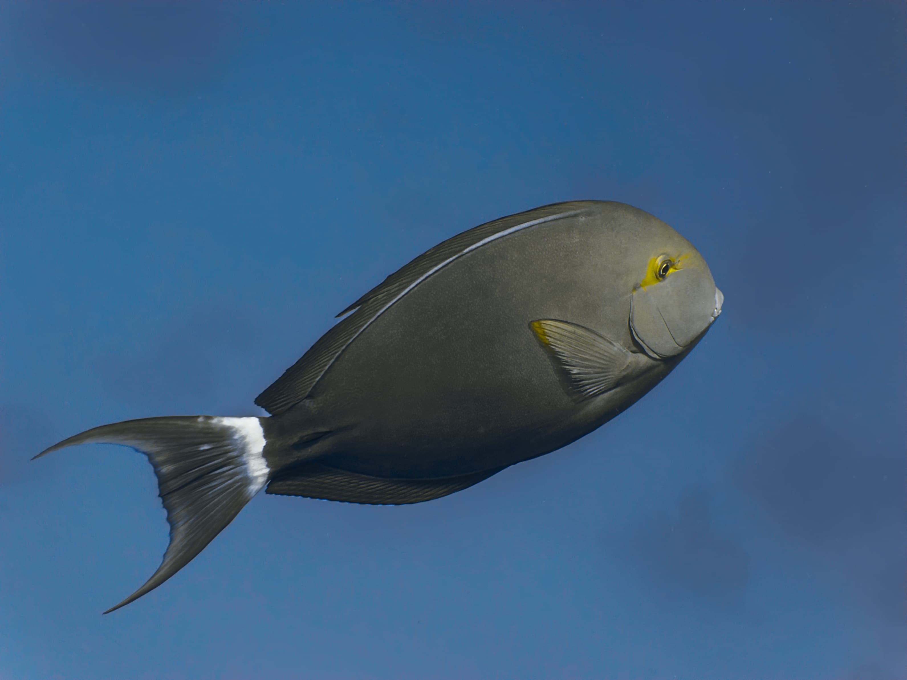 Black Surgeonfish (Acanthurus gahhm) swimming in the blue sea water