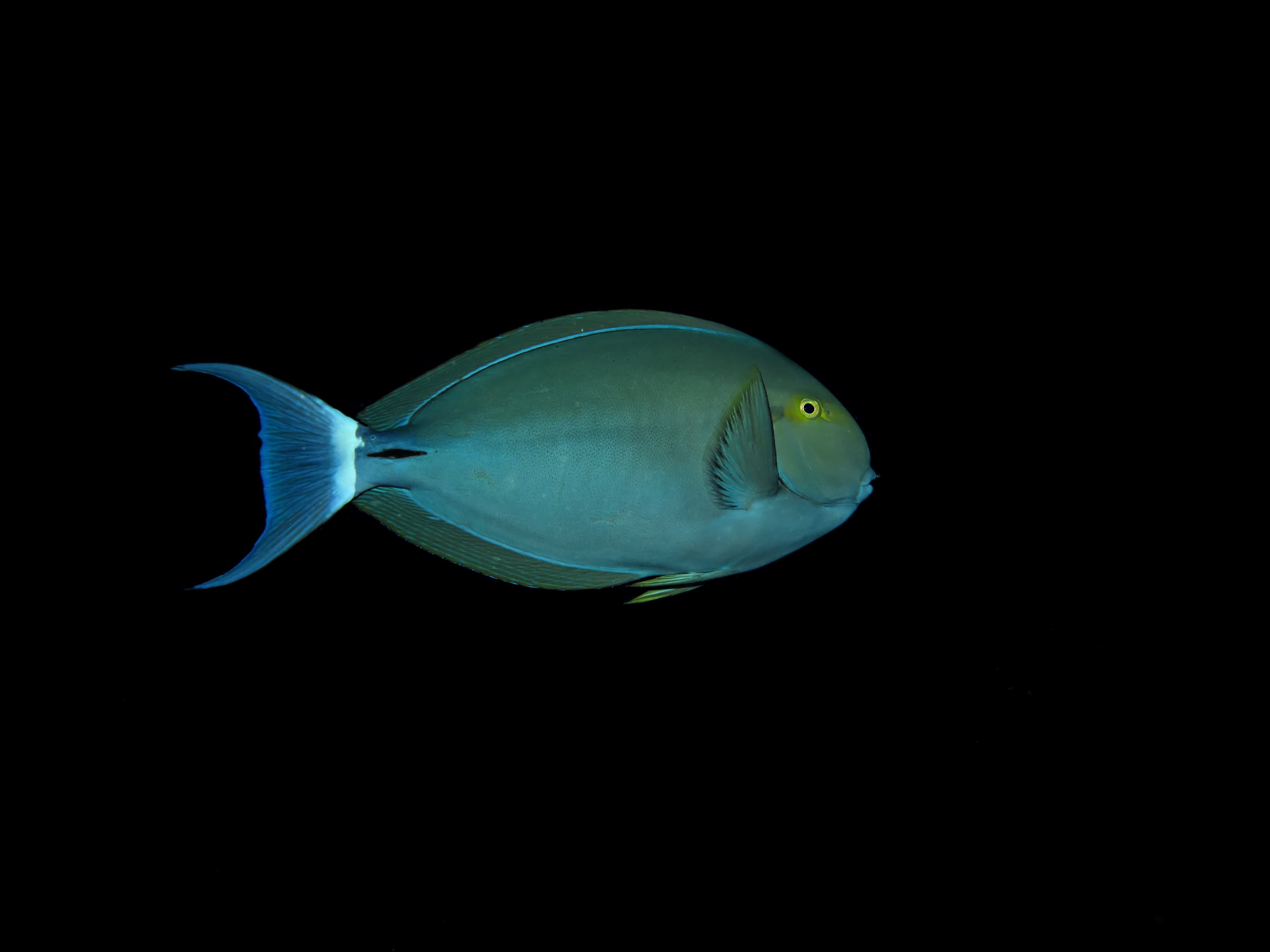 Black Surgeonfish (Acanthurus gahhm) in Red Sea, Egypt