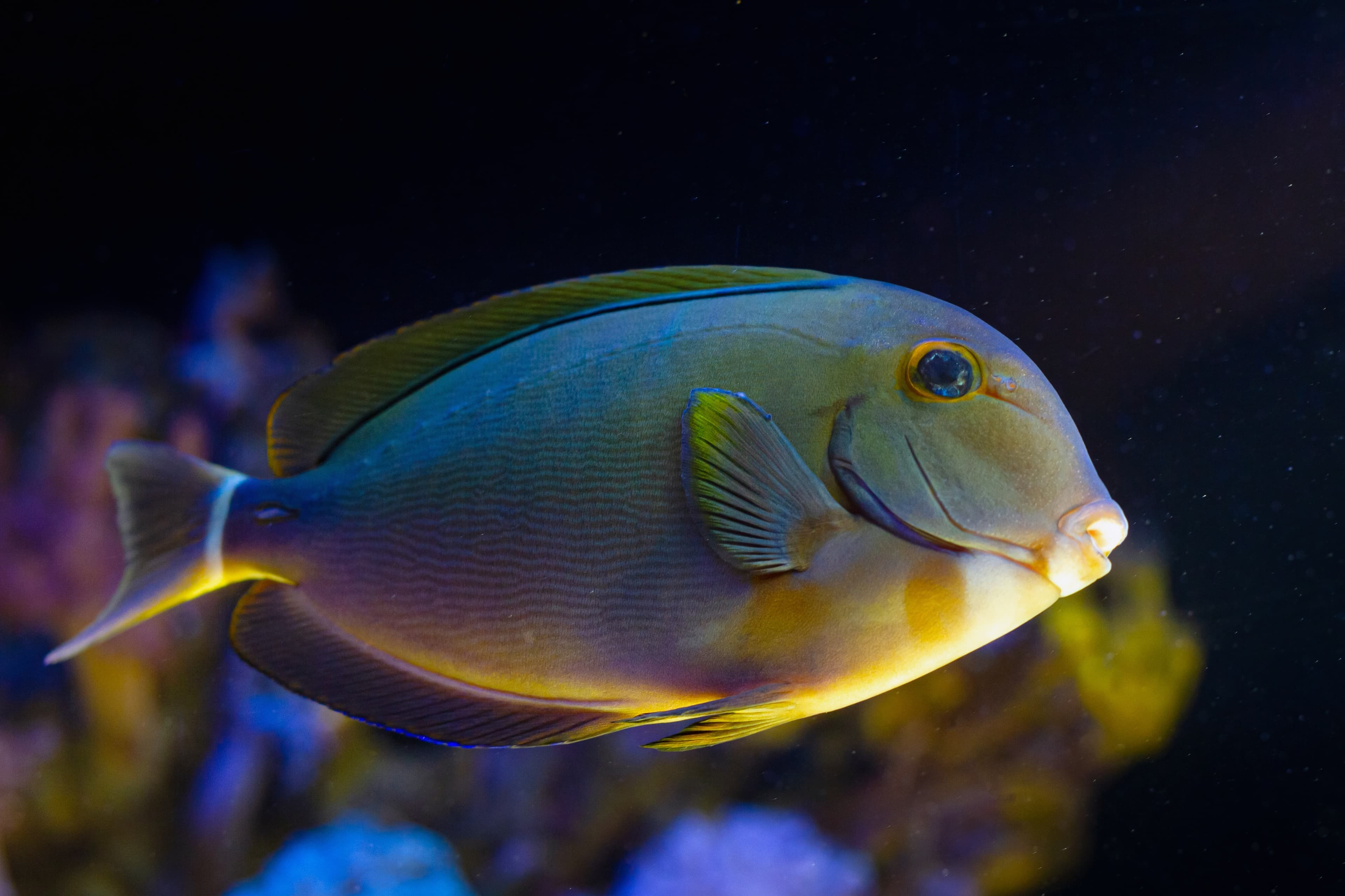 Black Surgeonfish (Acanthurus gahhm) juvenile in reef aquarium