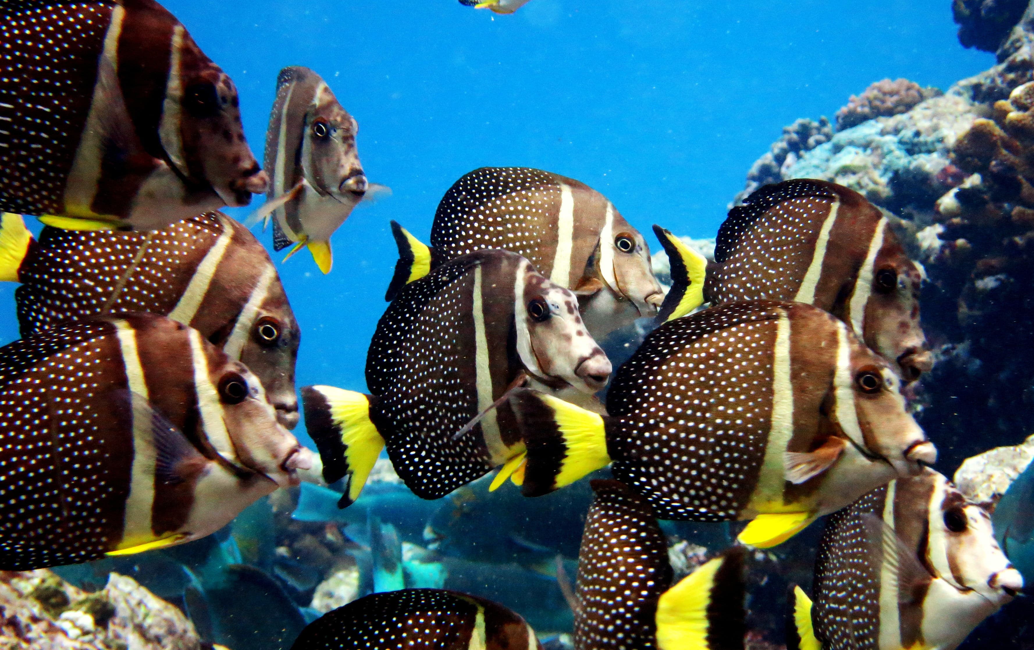 Closeup shot of Whitespotted Surgeonfish (Acanthurus guttatus)