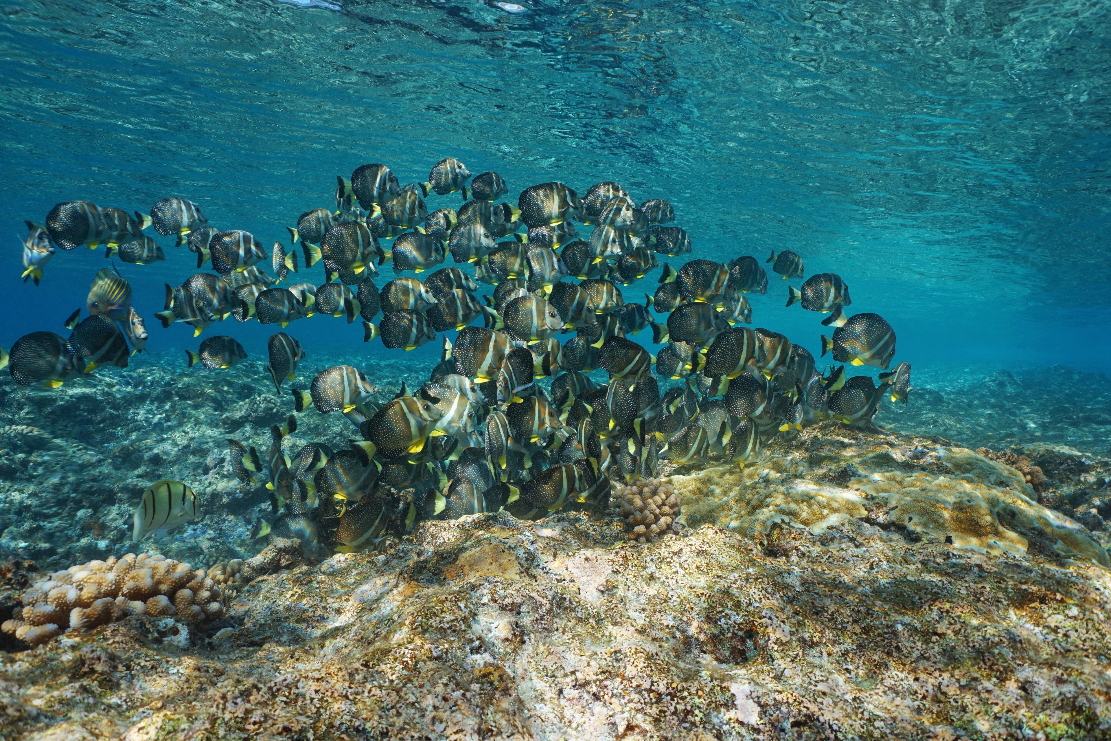 School of Whitespotted Surgeonfish (Acanthurus guttatus) underwater in the Pacific ocean, French Polynesia, Oceania