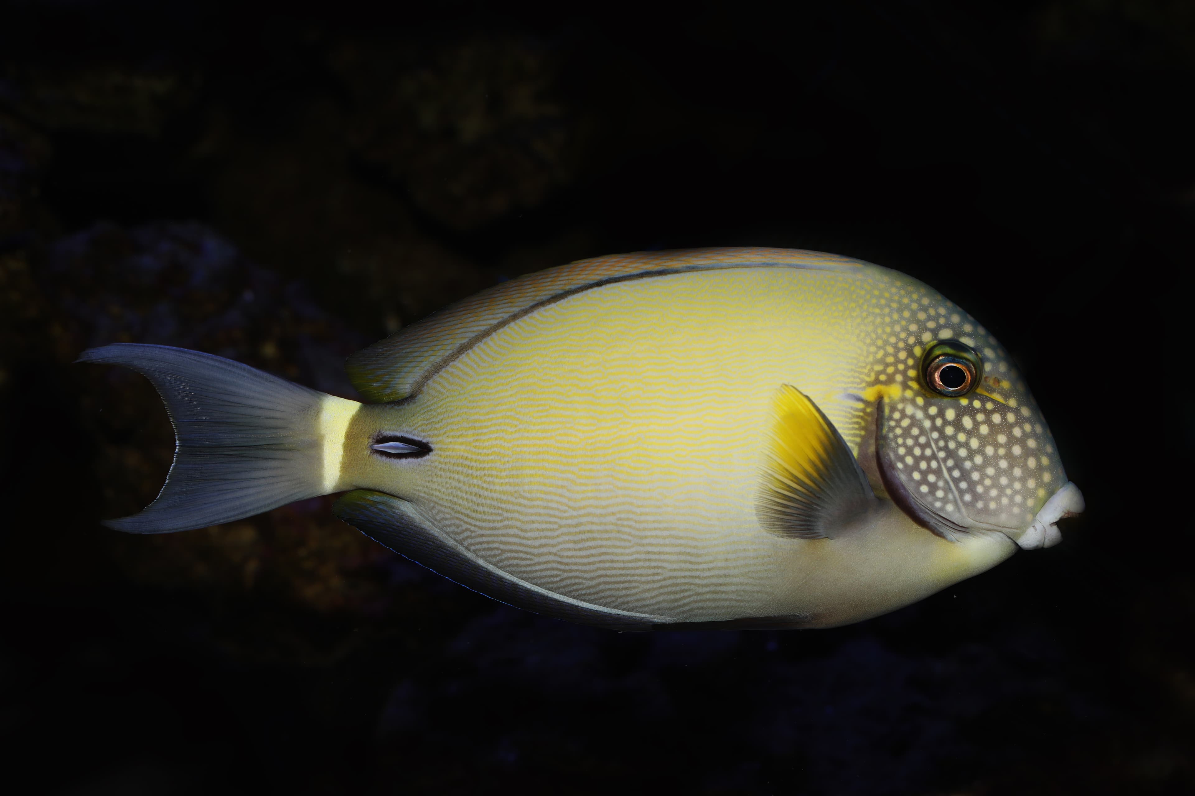 Spotted-face or White-freckled Surgeonfish (Acanthurus maculiceps)