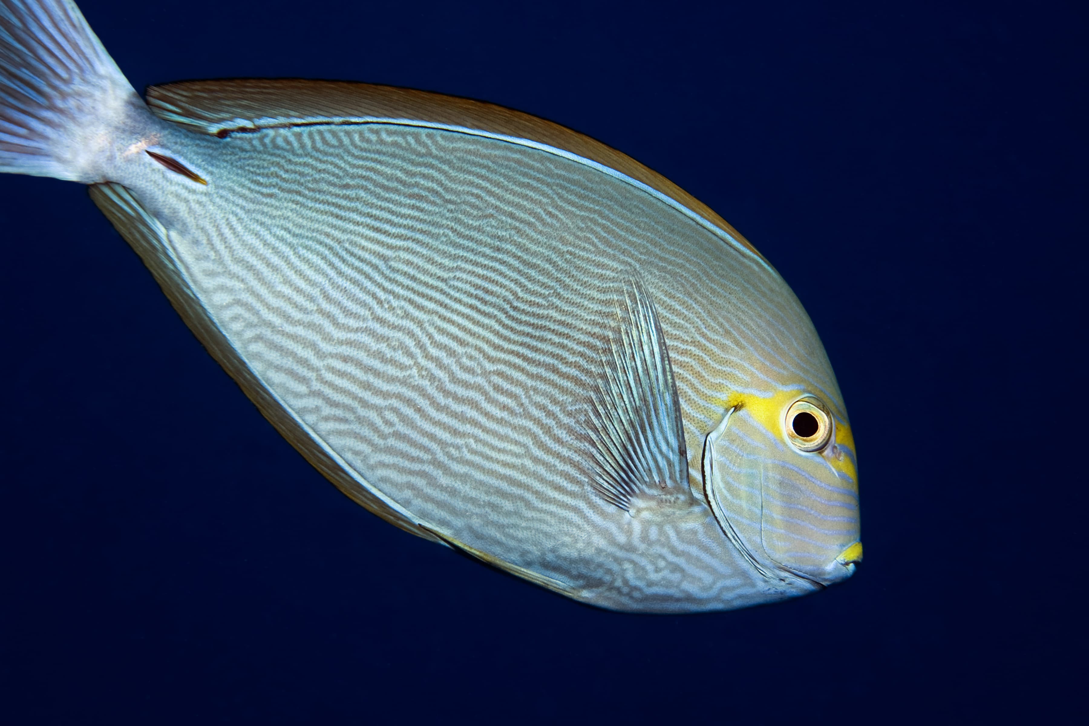 Elongate Surgeonfish (Acanthurus mata)