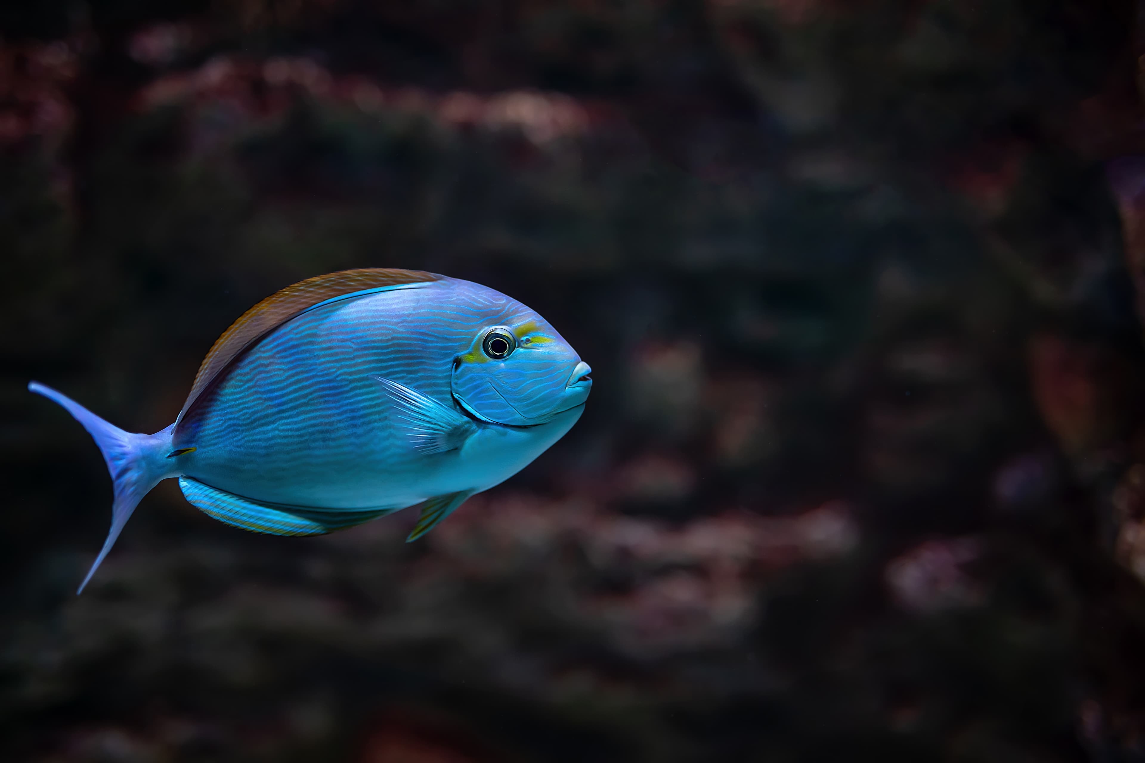 Elongate Surgeonfish (Acanthurus mata)