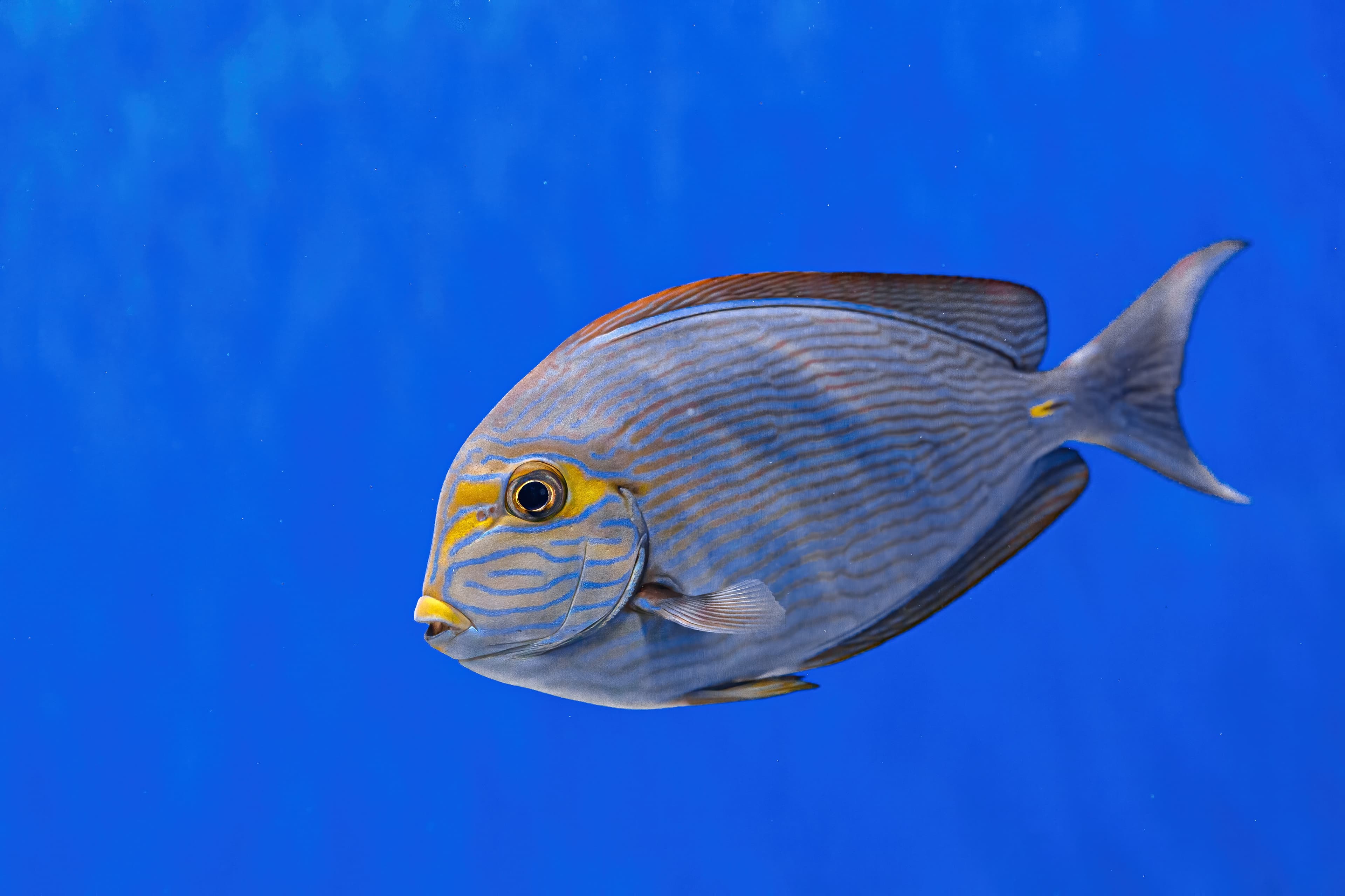 Underwater shot of Acanthurus mata