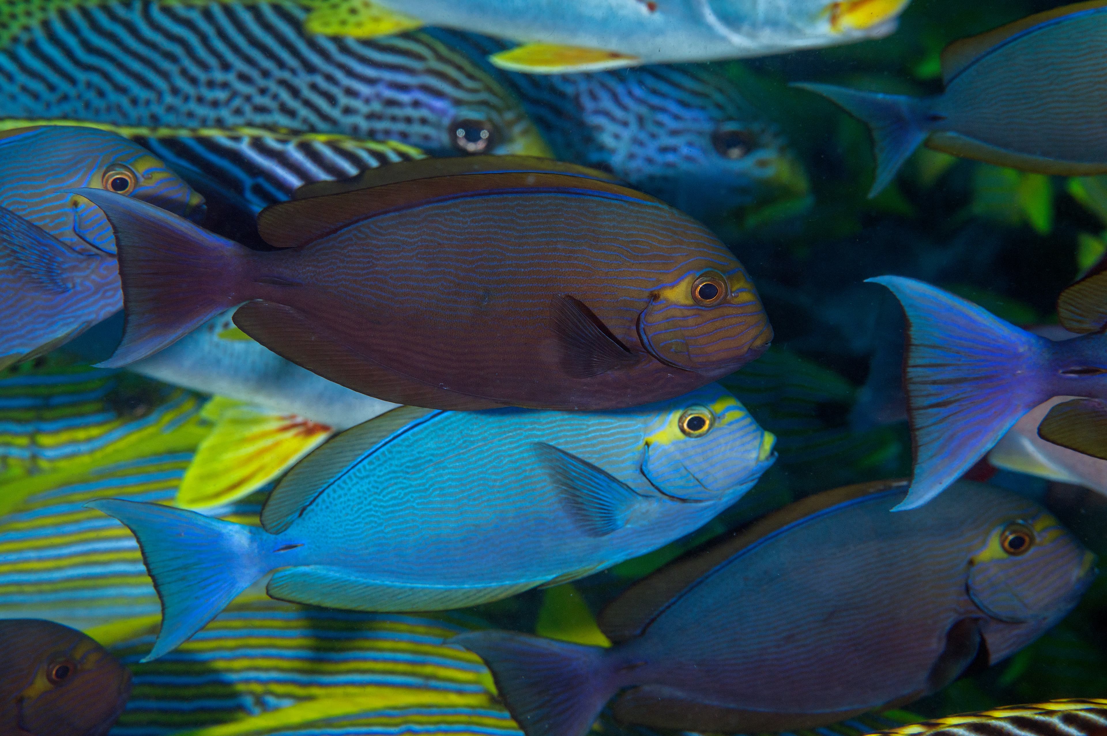 Yellowmask Surgeonfish, Acanthurus mata, Raja Ampat Indonesia