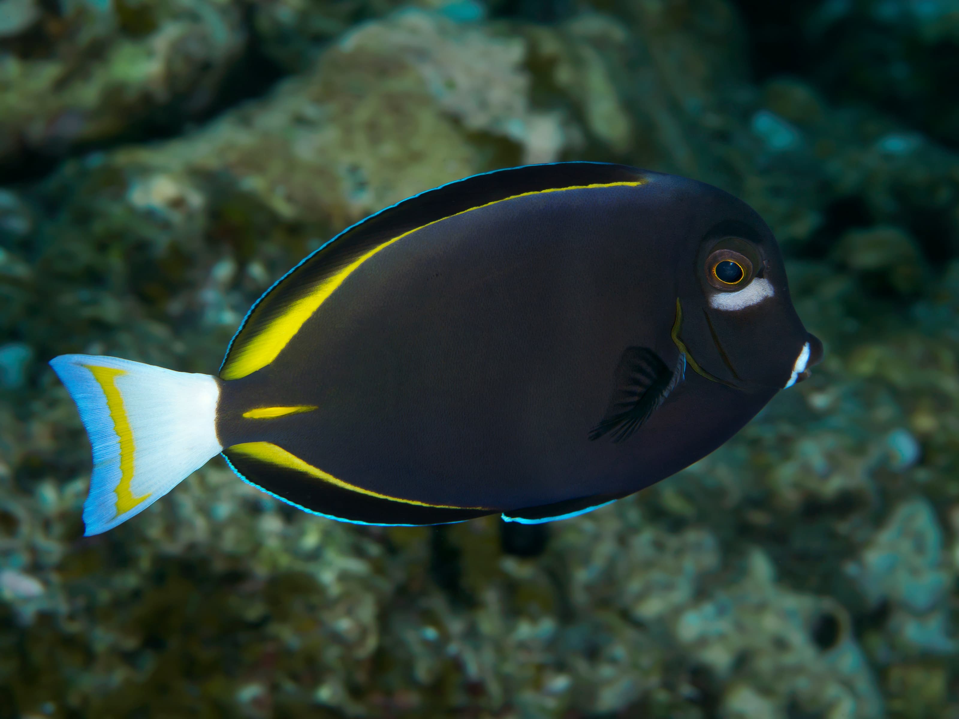 Whitecheek Surgeonfish