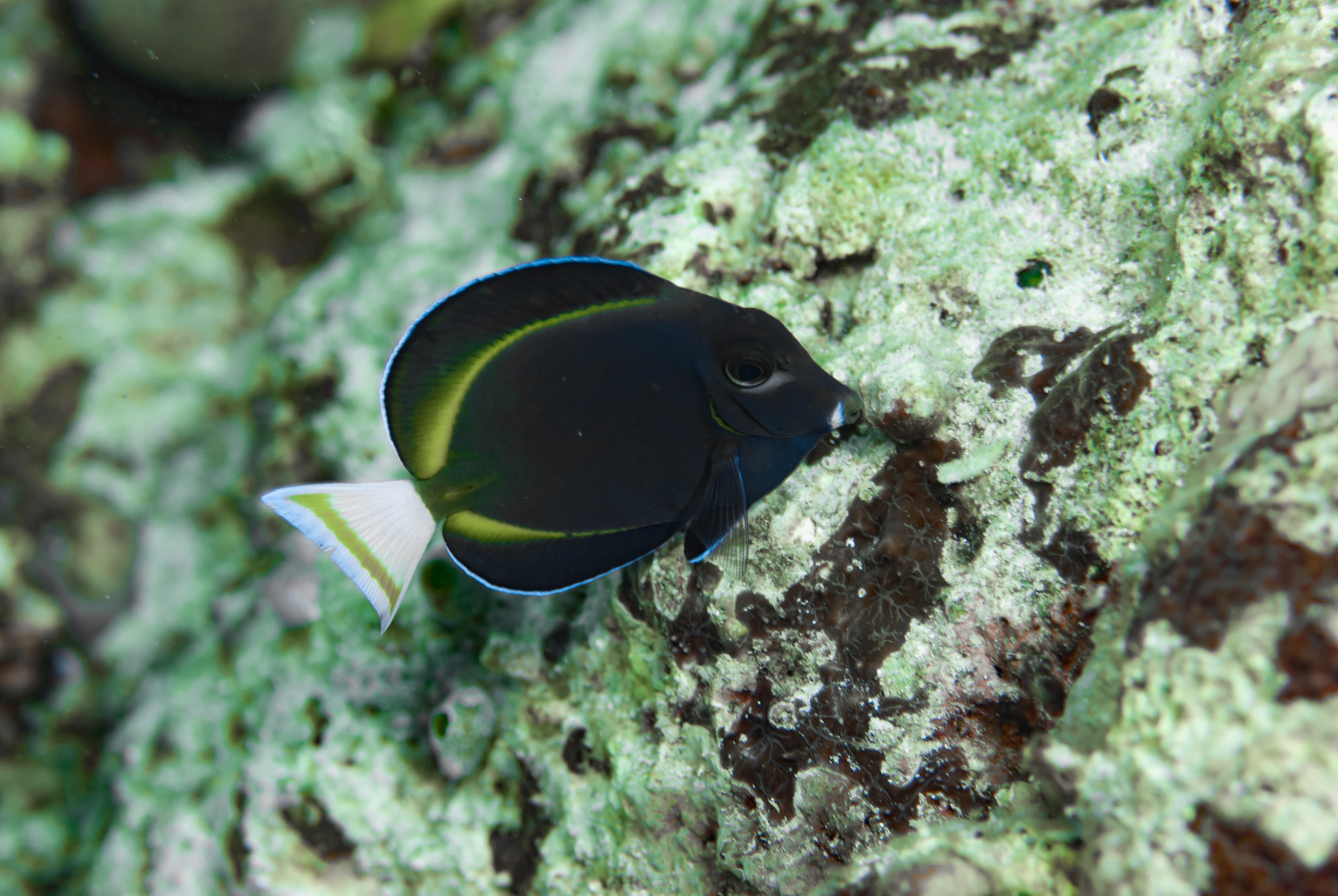 Whitecheeck Surgeonfish (Acanthurus nigricans)