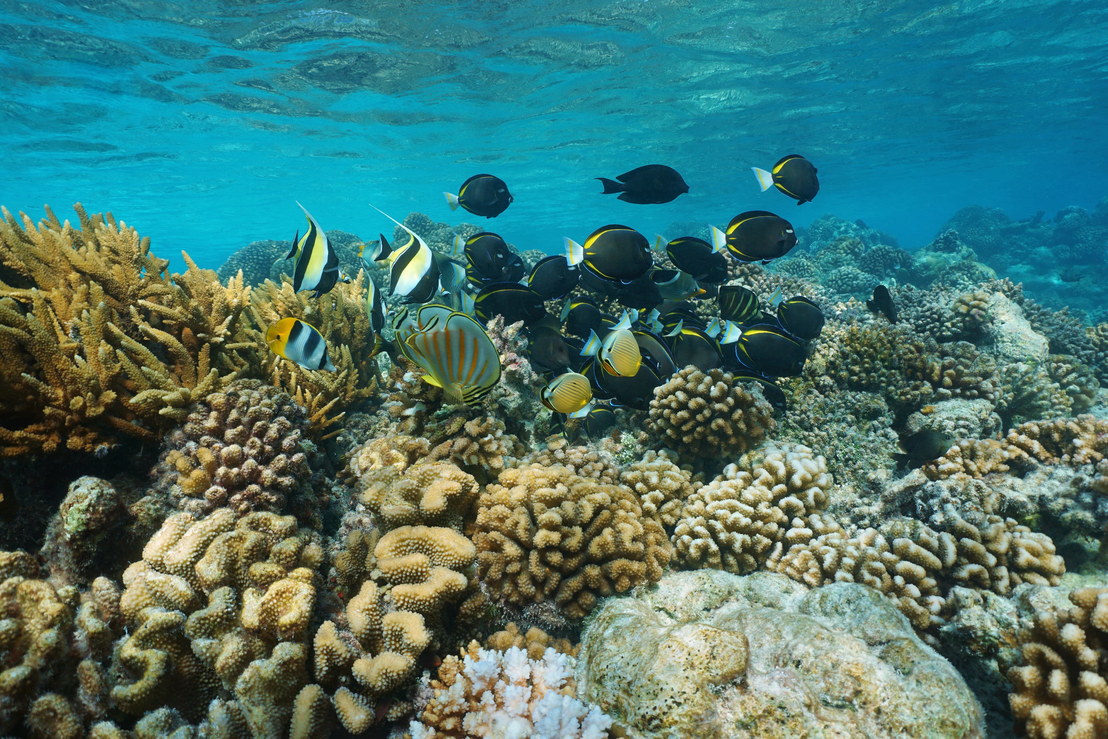 Underwater coral reef with shoal of colorful tropical fish in shallow water, Rangiroa lagoon, natural scene, Pacific ocean, French Polynesia