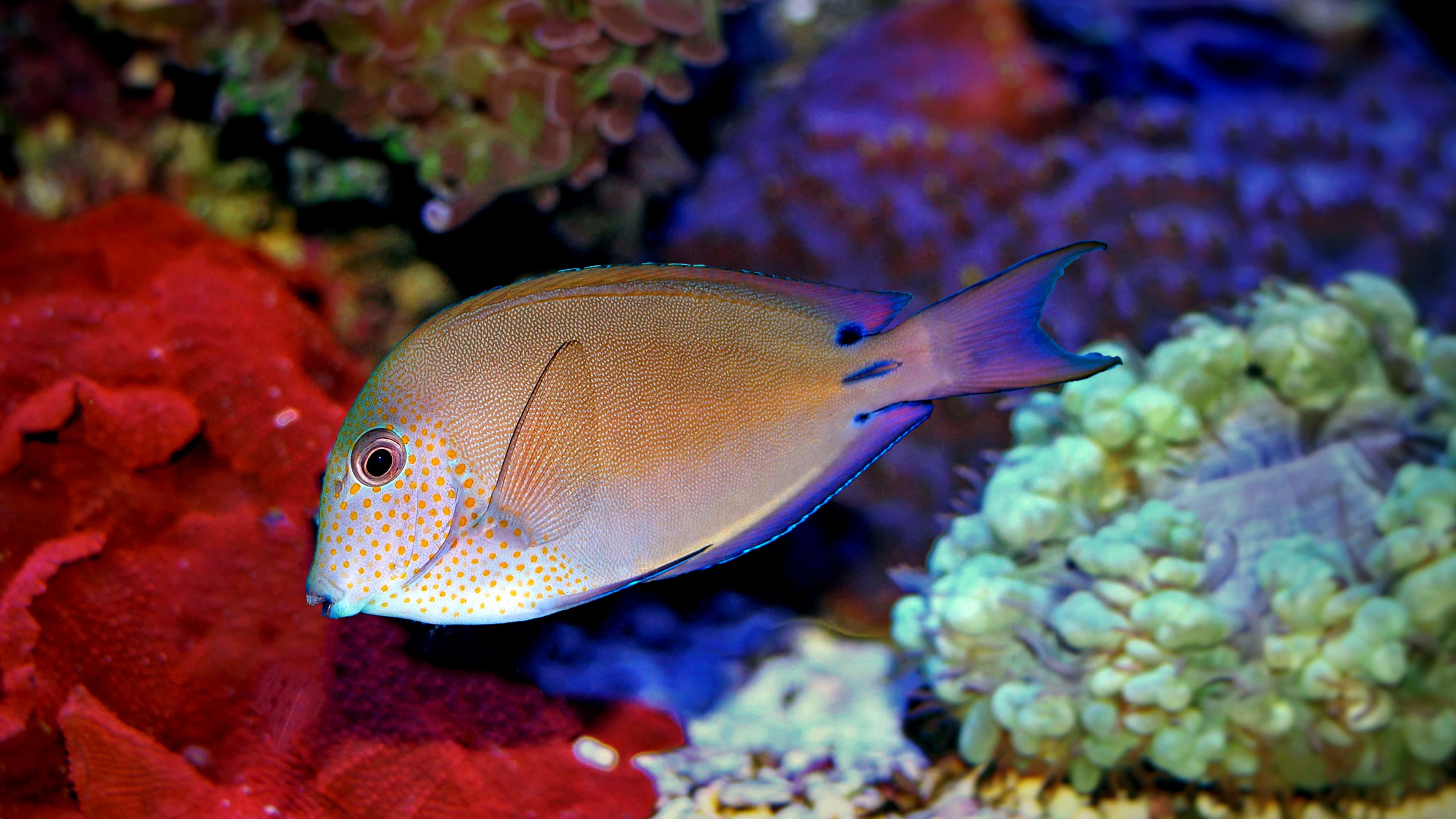 Lavender Tang (Acanthurus nigrofuscus)