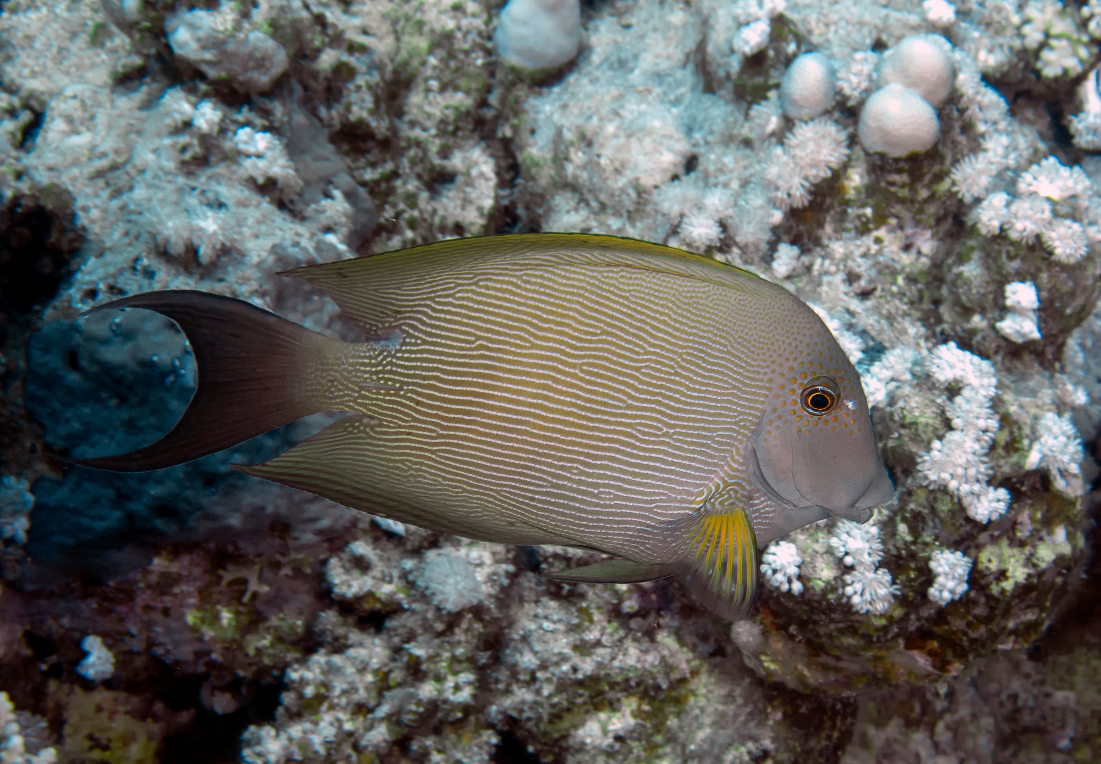 A Brown Surgeonfish (Acanthurus nigrofuscus) in the Red Sea, Egypt