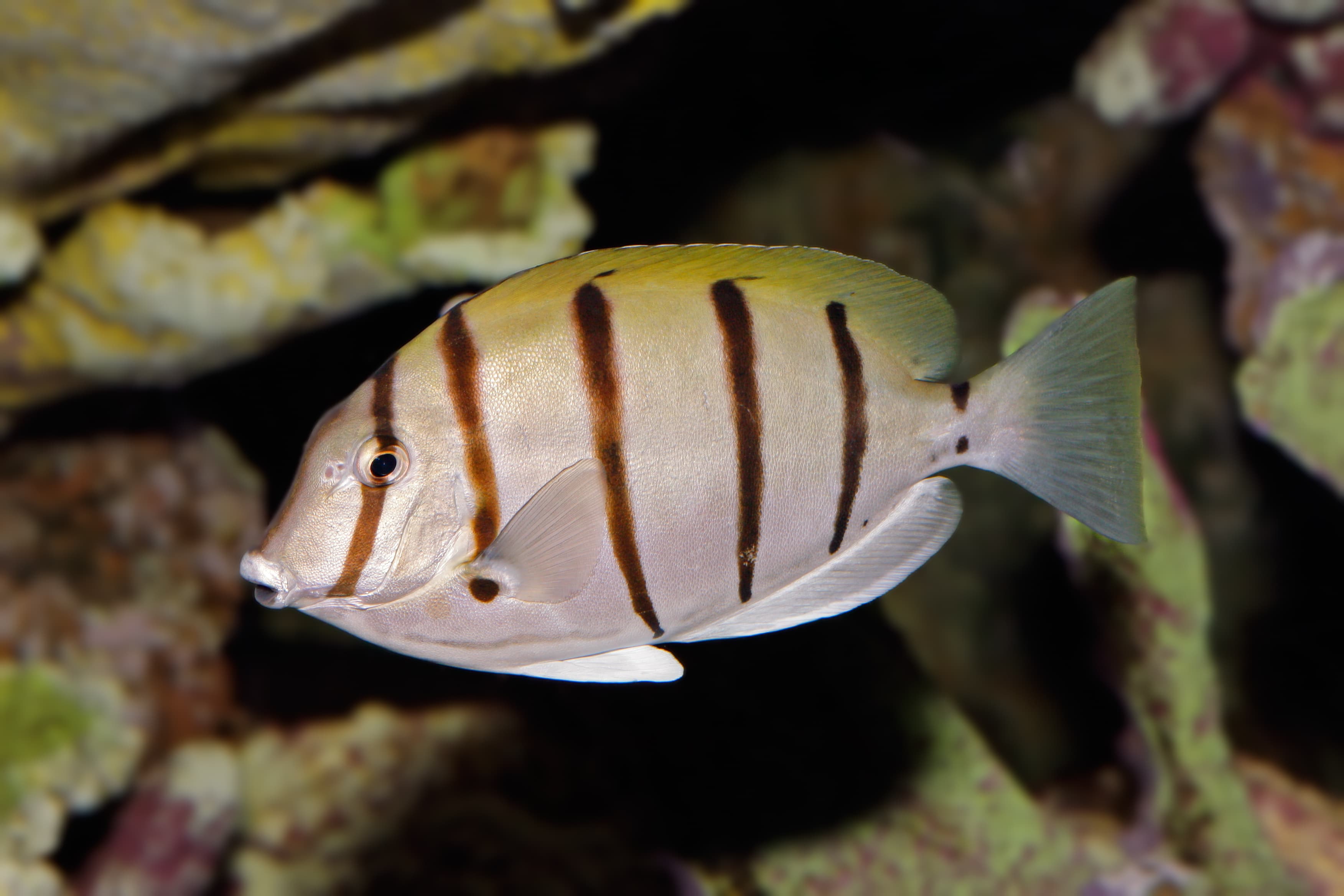 Convict Surgeonfish