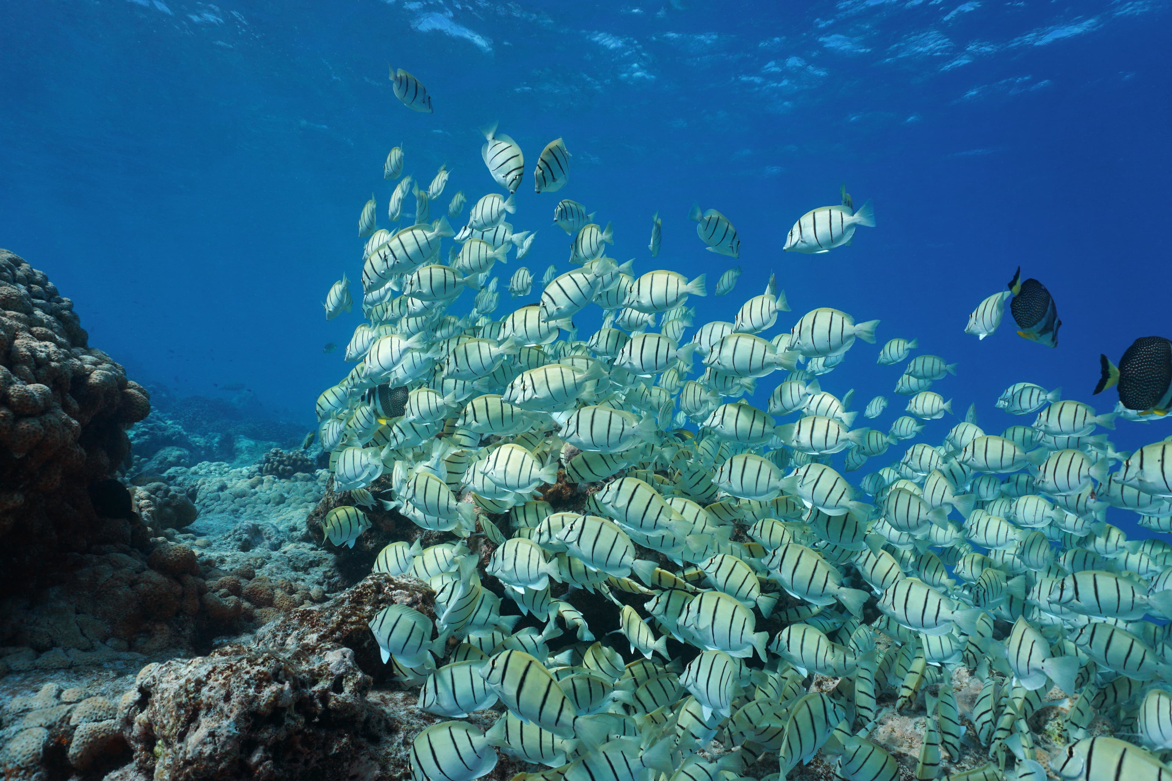 School of fish, Convict Tang (Acanthurus triostegus), Pacific ocean, Tuamotu, Rangiroa, French Polynesia
