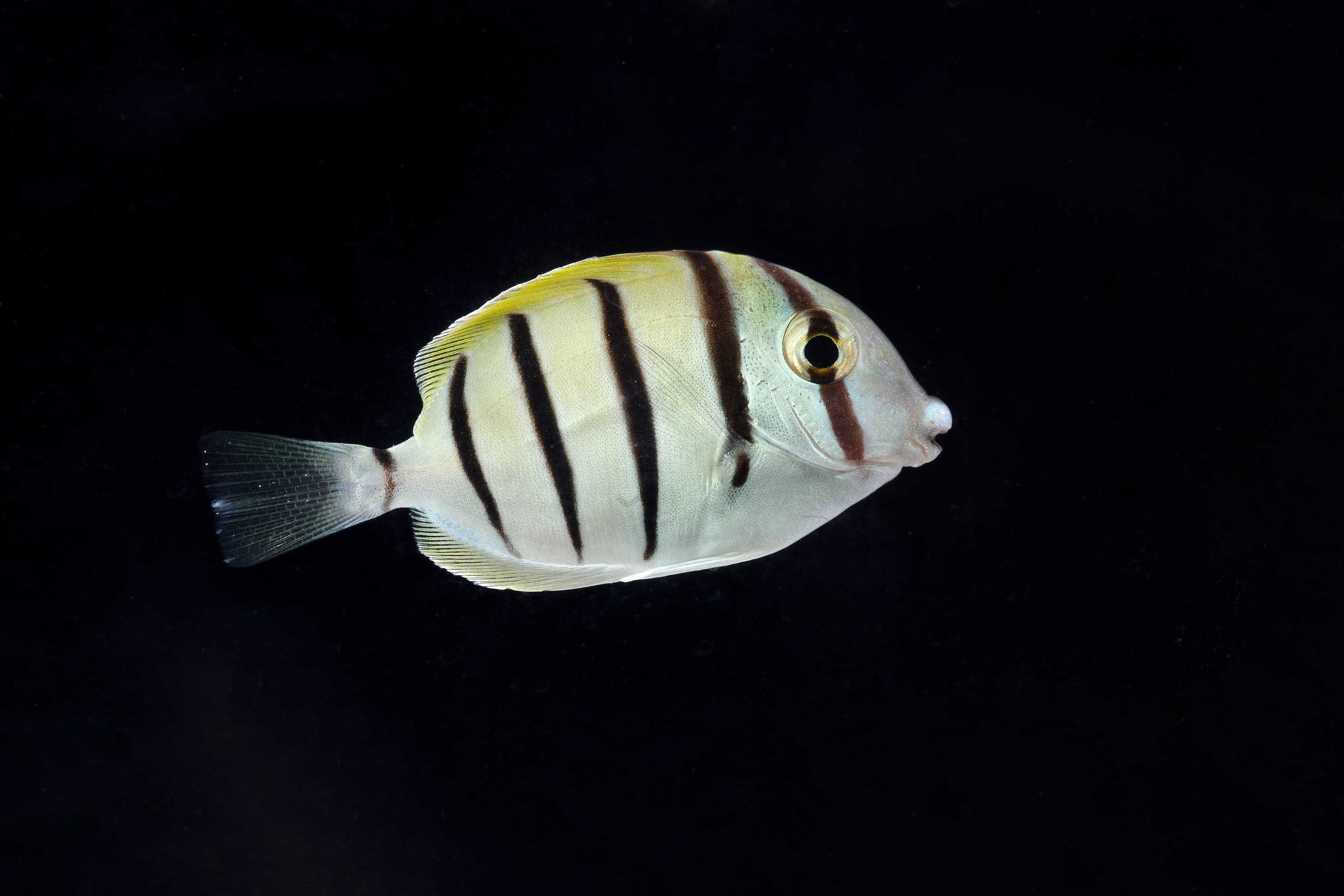 Juvenile Convict Tang