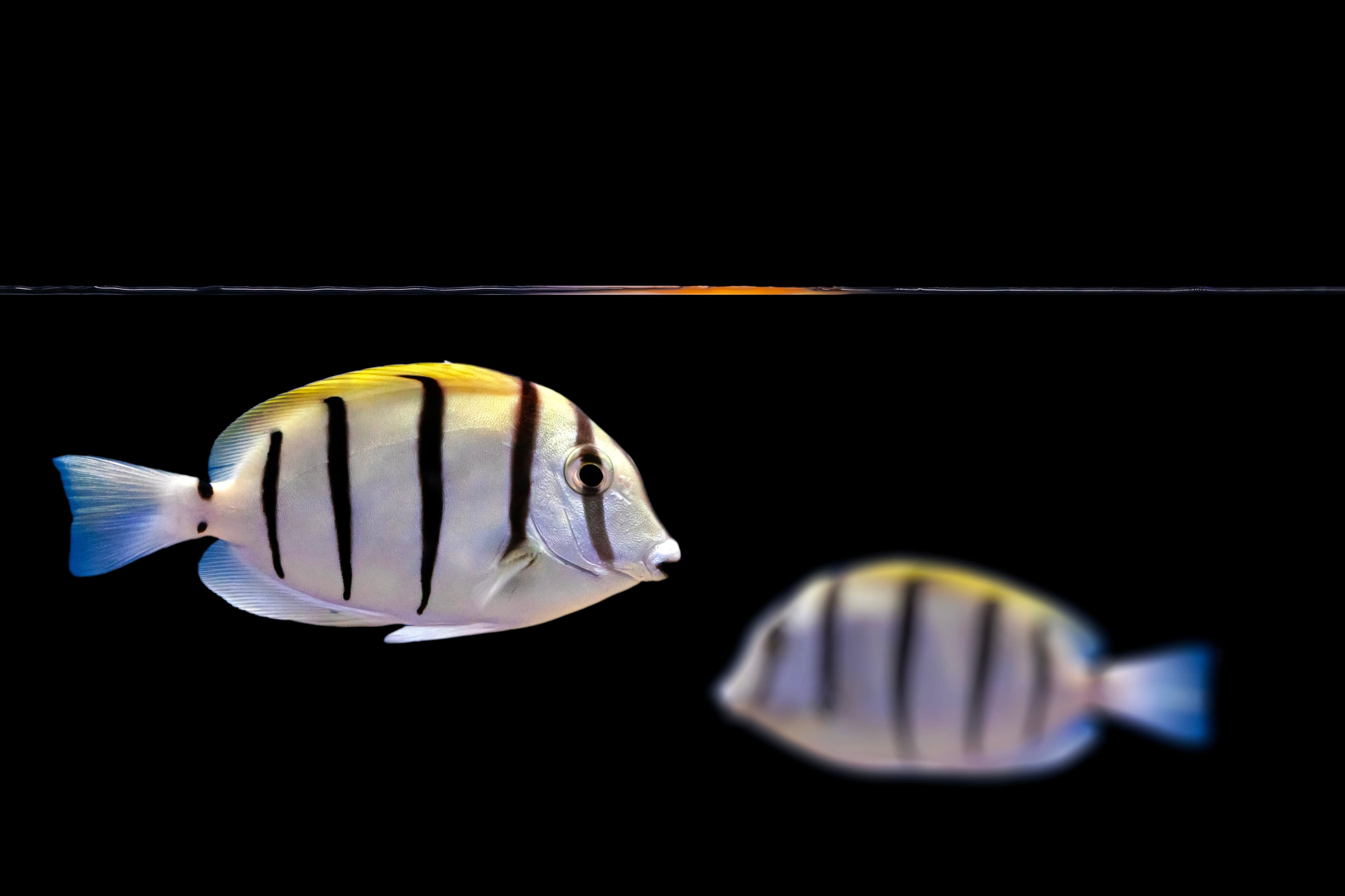 Convict Tang (Acanthurus triostegus)