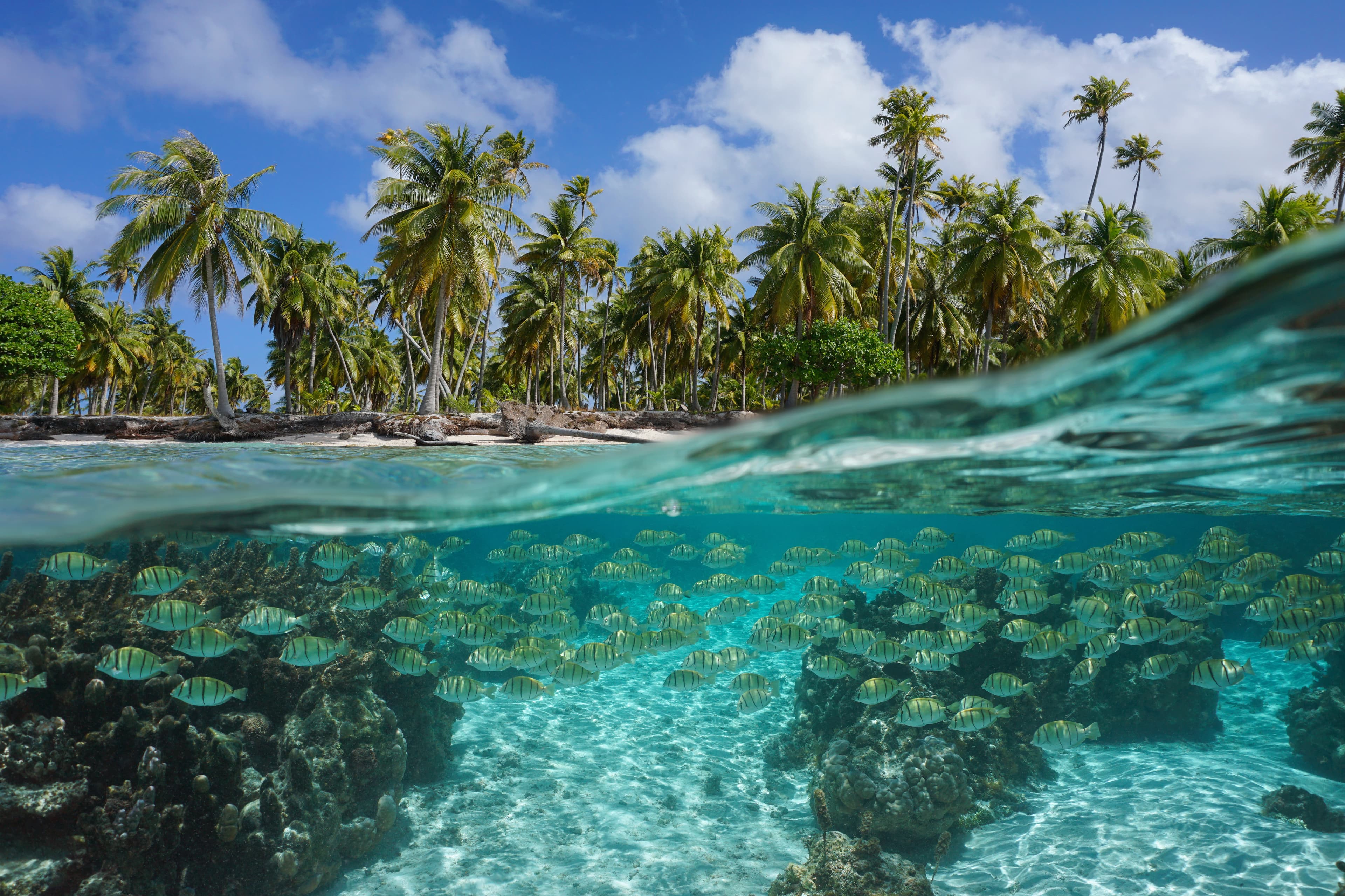 Tropical seascape, school of Convict Tang (Acanthurus triostegus) underwater and coconut palm trees on the seashore, split view over-under water surface, French Polynesia, Pacific ocean, Oceania