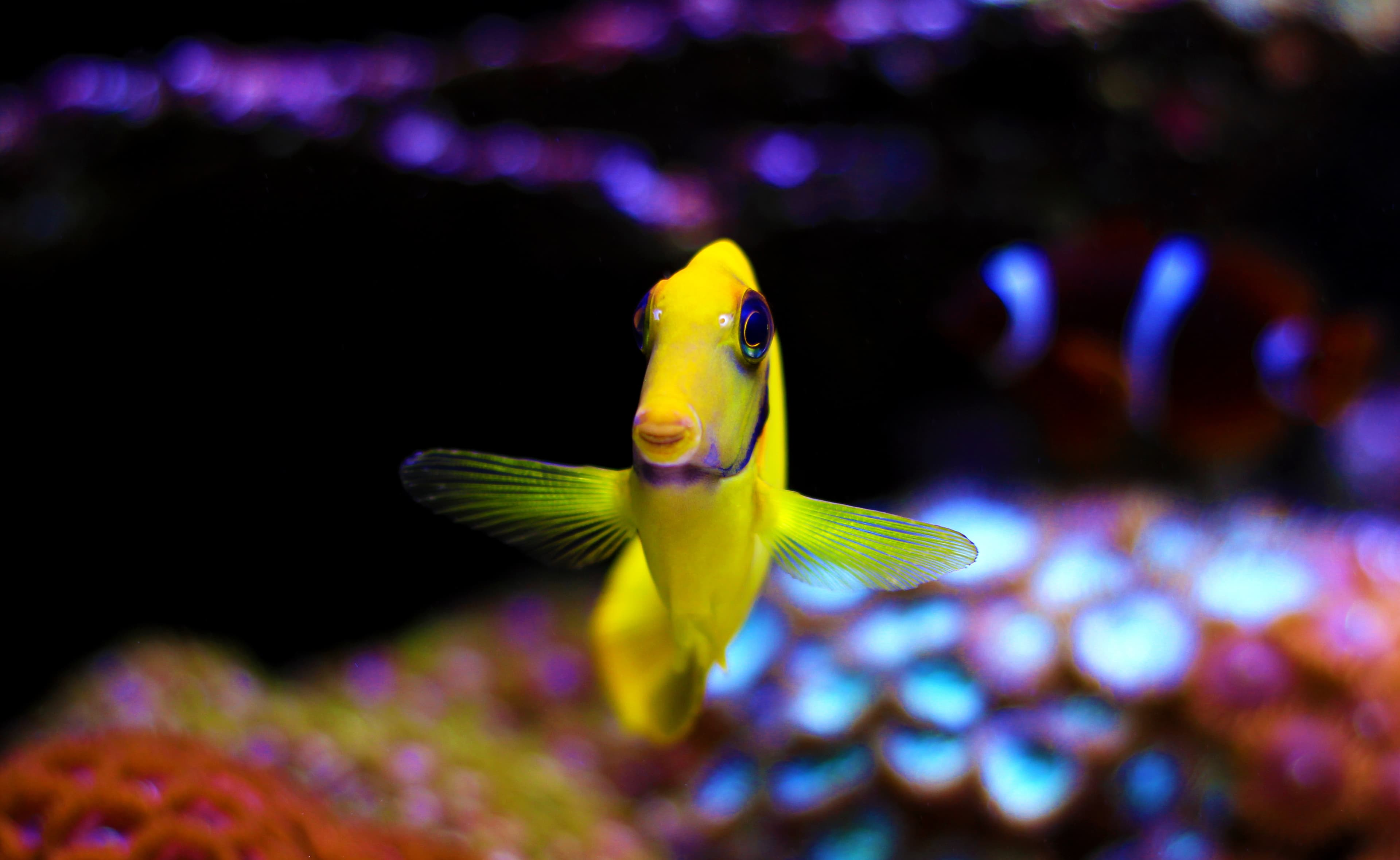 Lemon Tang a.k.a. Chocolate Surgeonfish (Acanthurus pyroferus) juvenile