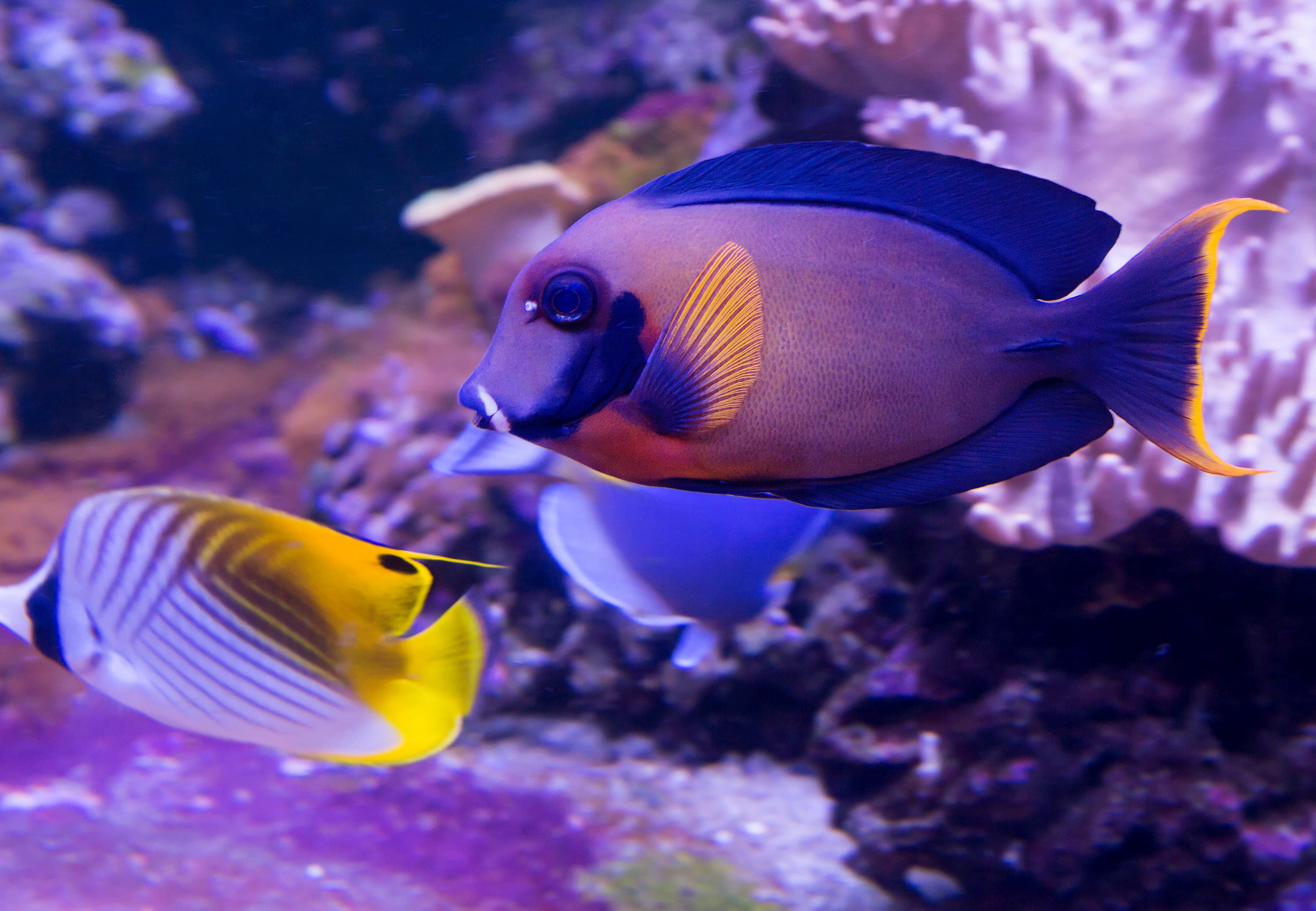 Chocolate Surgeonfish (Acanthurus pyroferus)