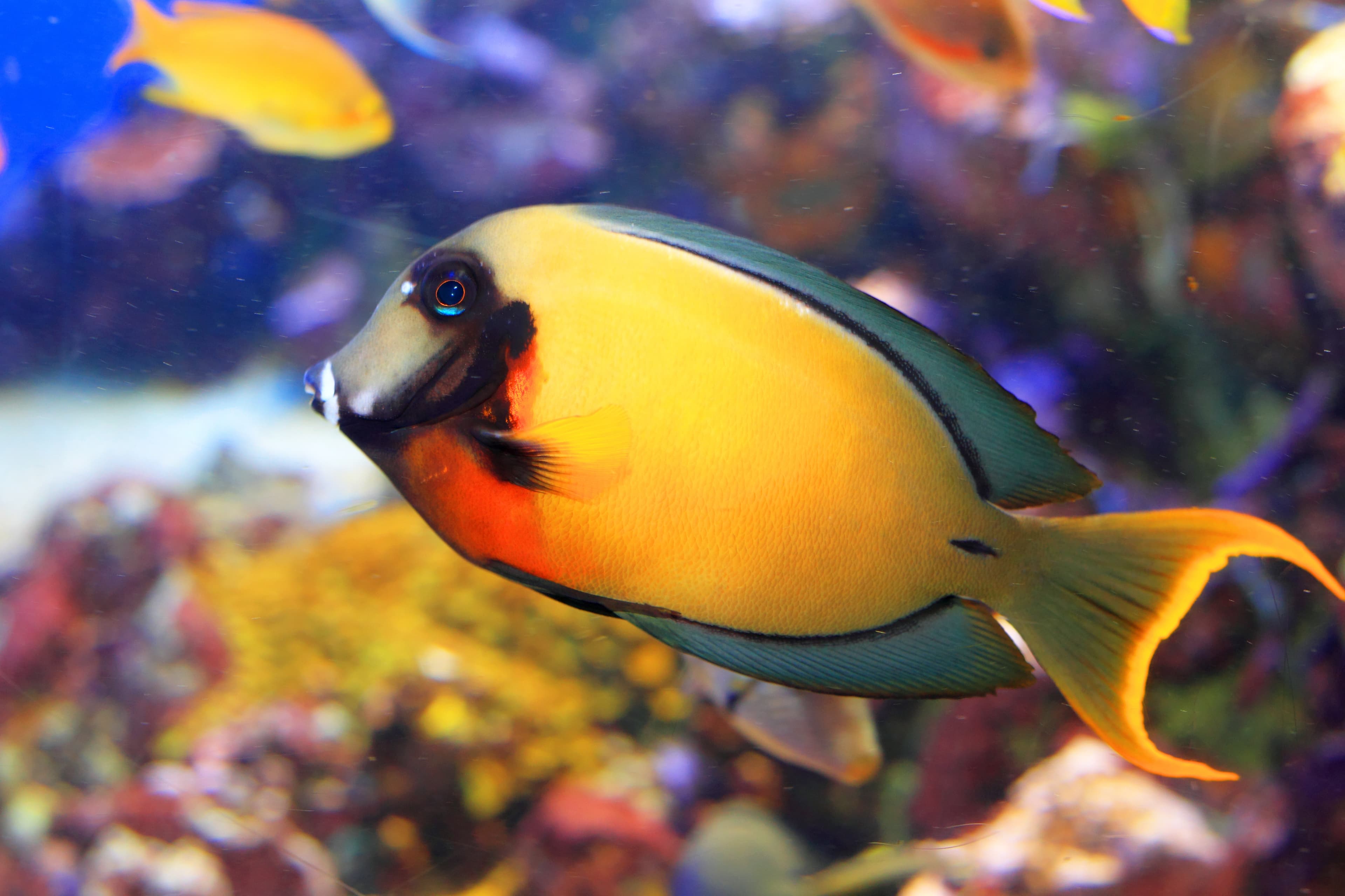 Mimic Lemon Peel Tang (Acanthurus pyroferus)