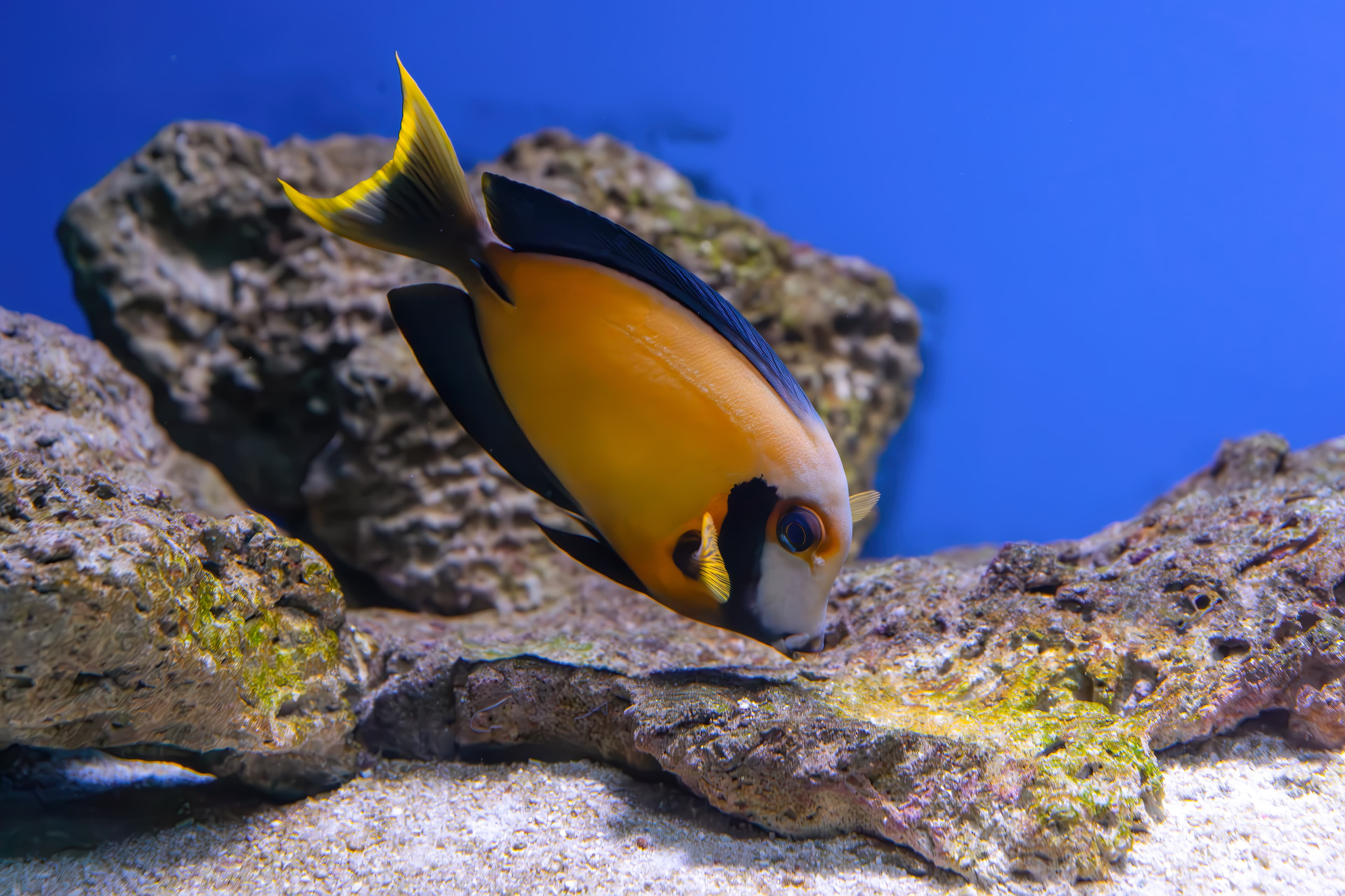 Beautiful bright orange fish in the aquarium, Chocolate Surgeonfish (Acanthurus pyroferus)