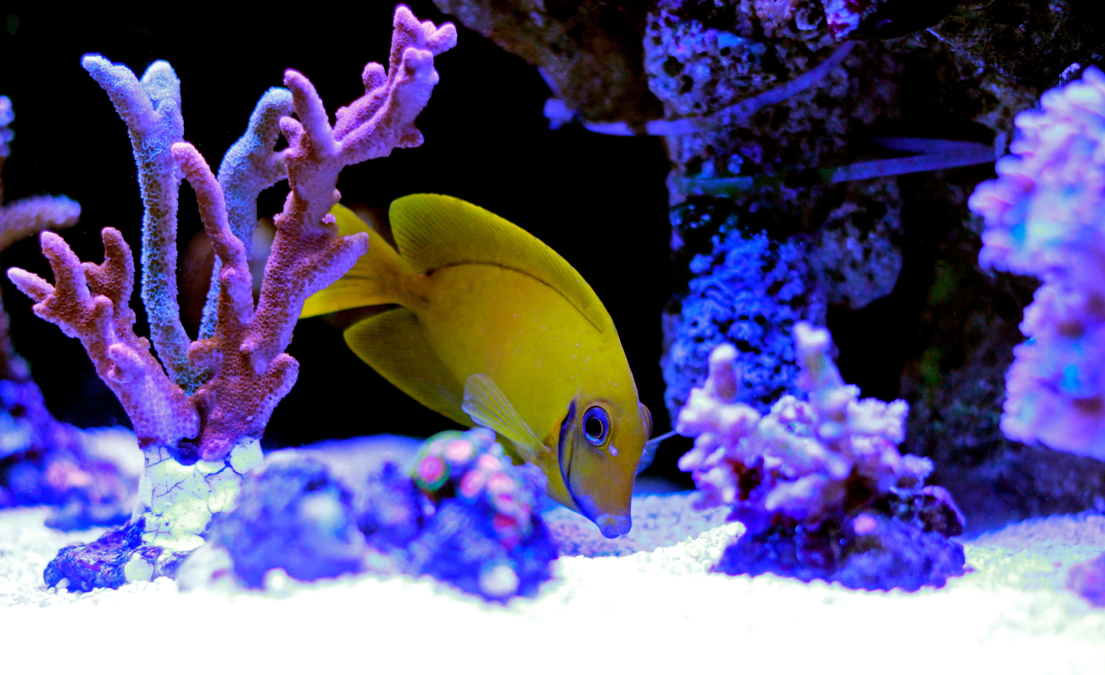 Mimic Lemon Peel Tang (Acanthurus pyroferus) juvenile