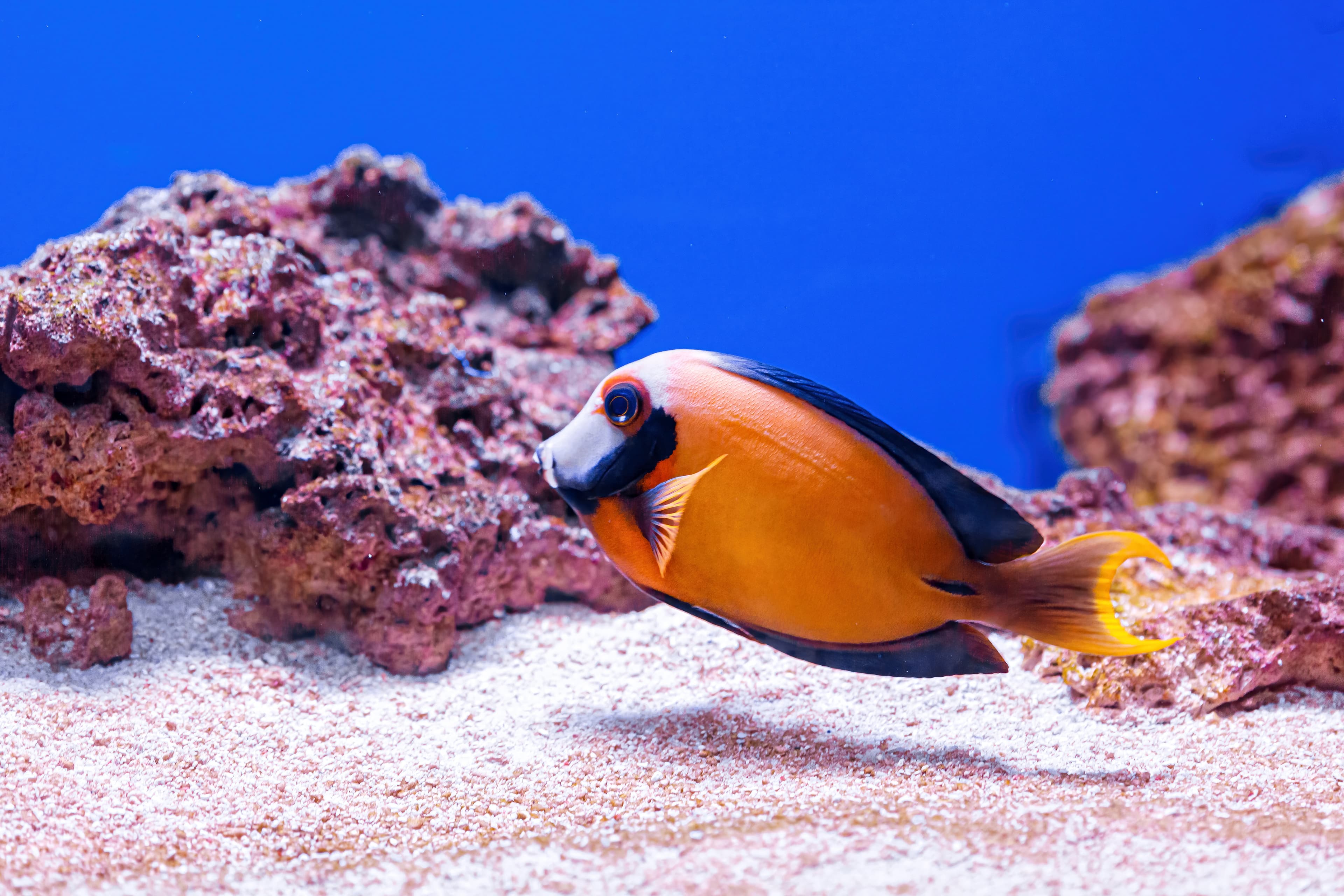 Underwater shot of fish Acanthurus pyroferus