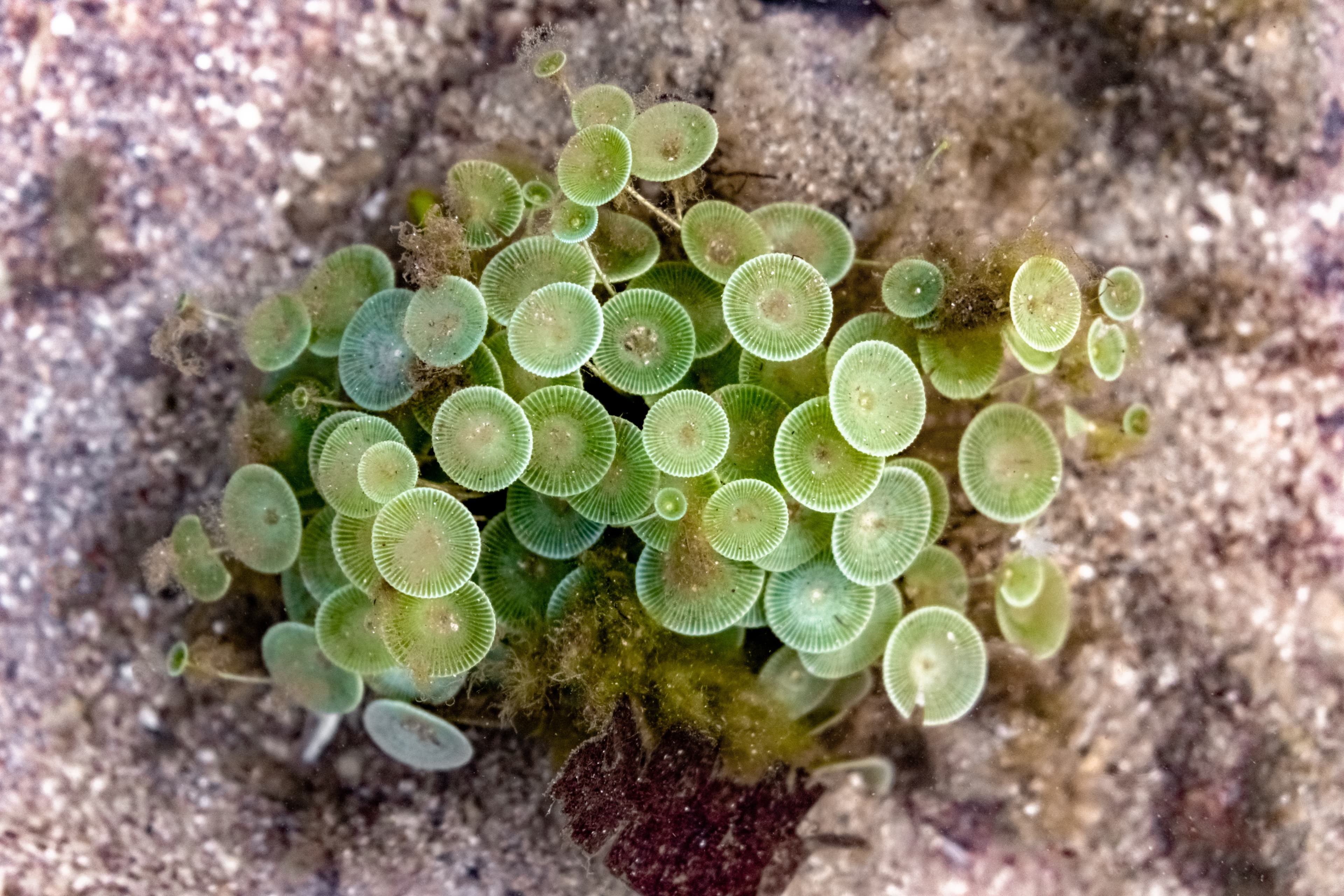 Beautiful Acetabularia sp. blooming underwater. These unicellular organism are also known as Mermaid's Wineglass and looks like tiny umbrella on sea bed