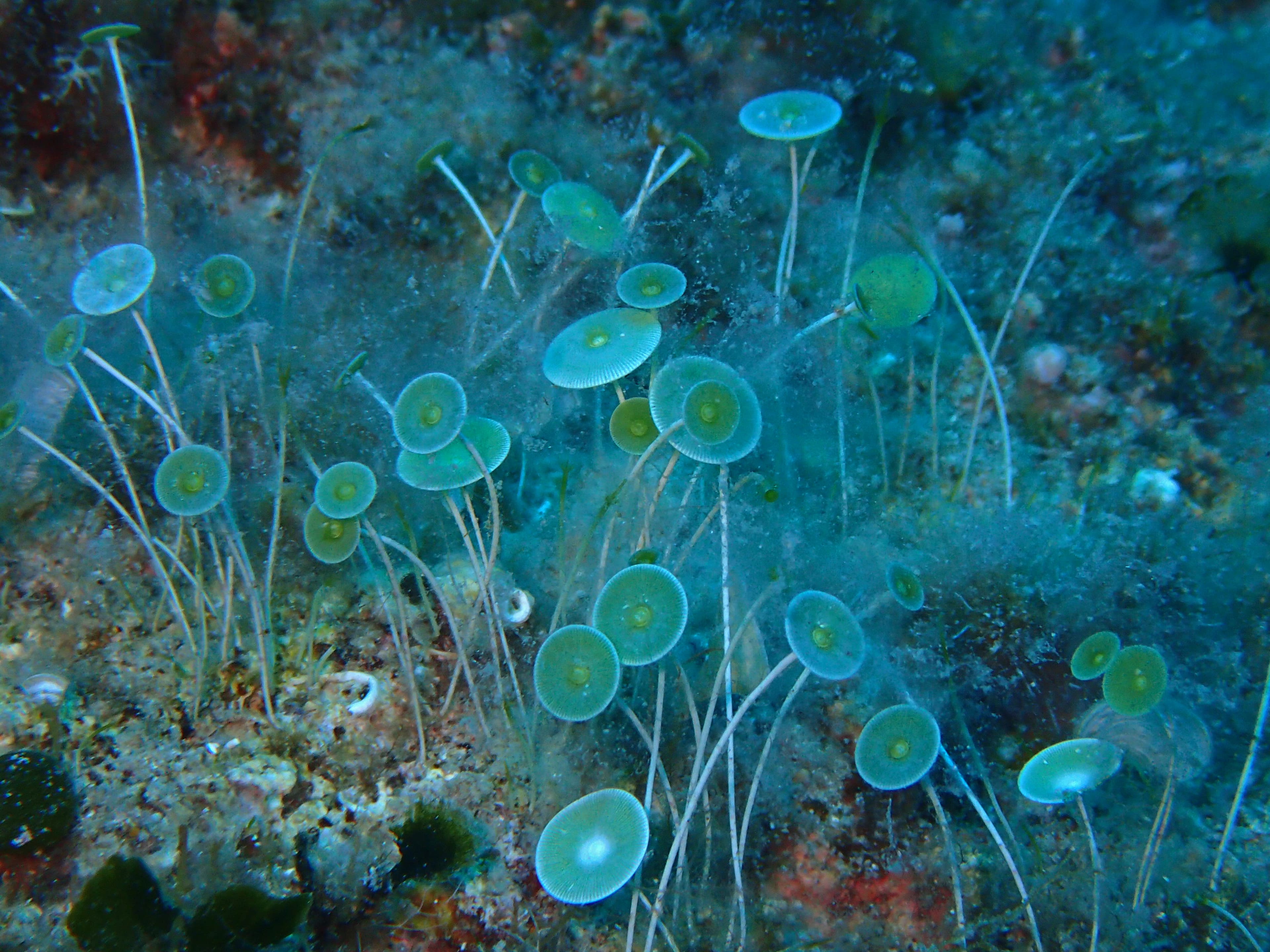 Acetabularia sp. - green alga in Adriatic sea, Croatia